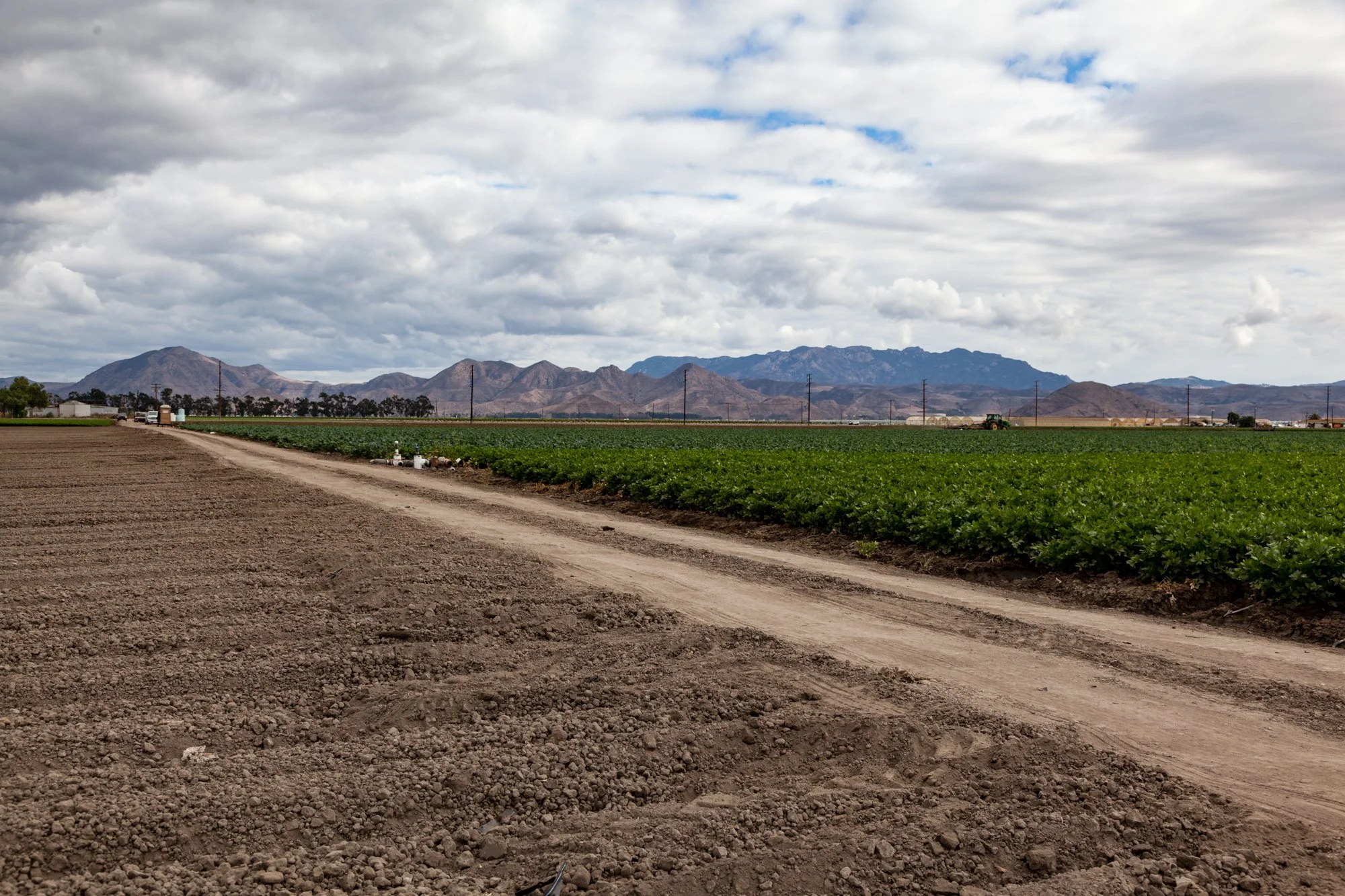 Farm- Uesugi Farms - Camarillo - 74.jpg