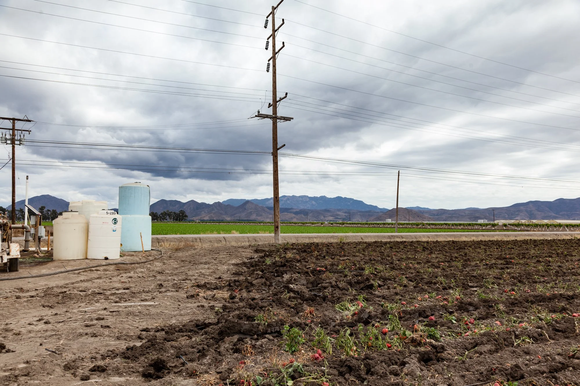 Farm- Uesugi Farms - Camarillo - 8.jpg