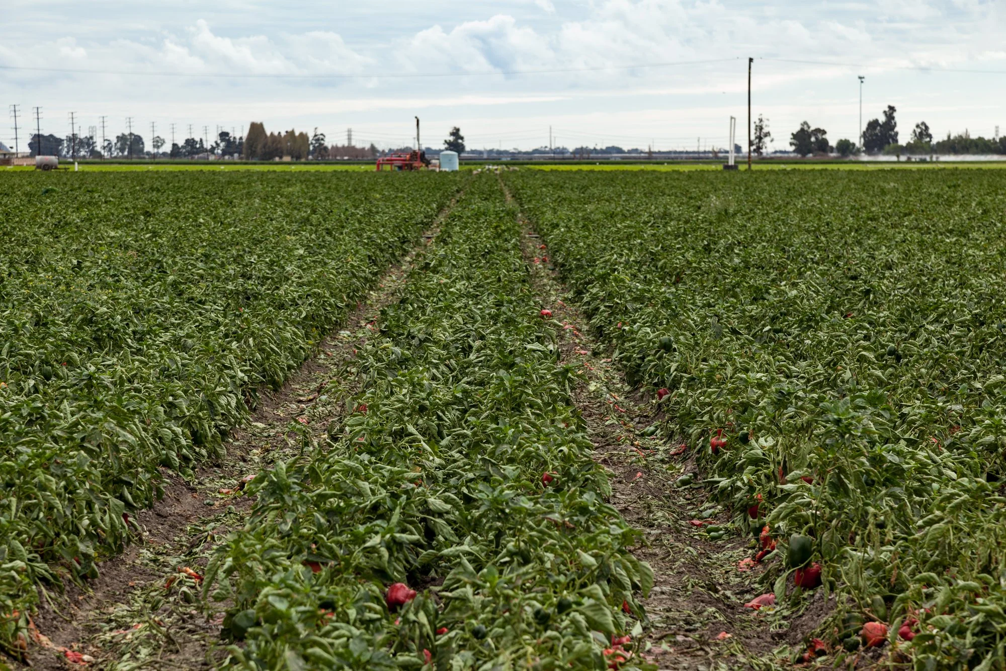 Farm- Uesugi Farms - Camarillo - 24.jpg