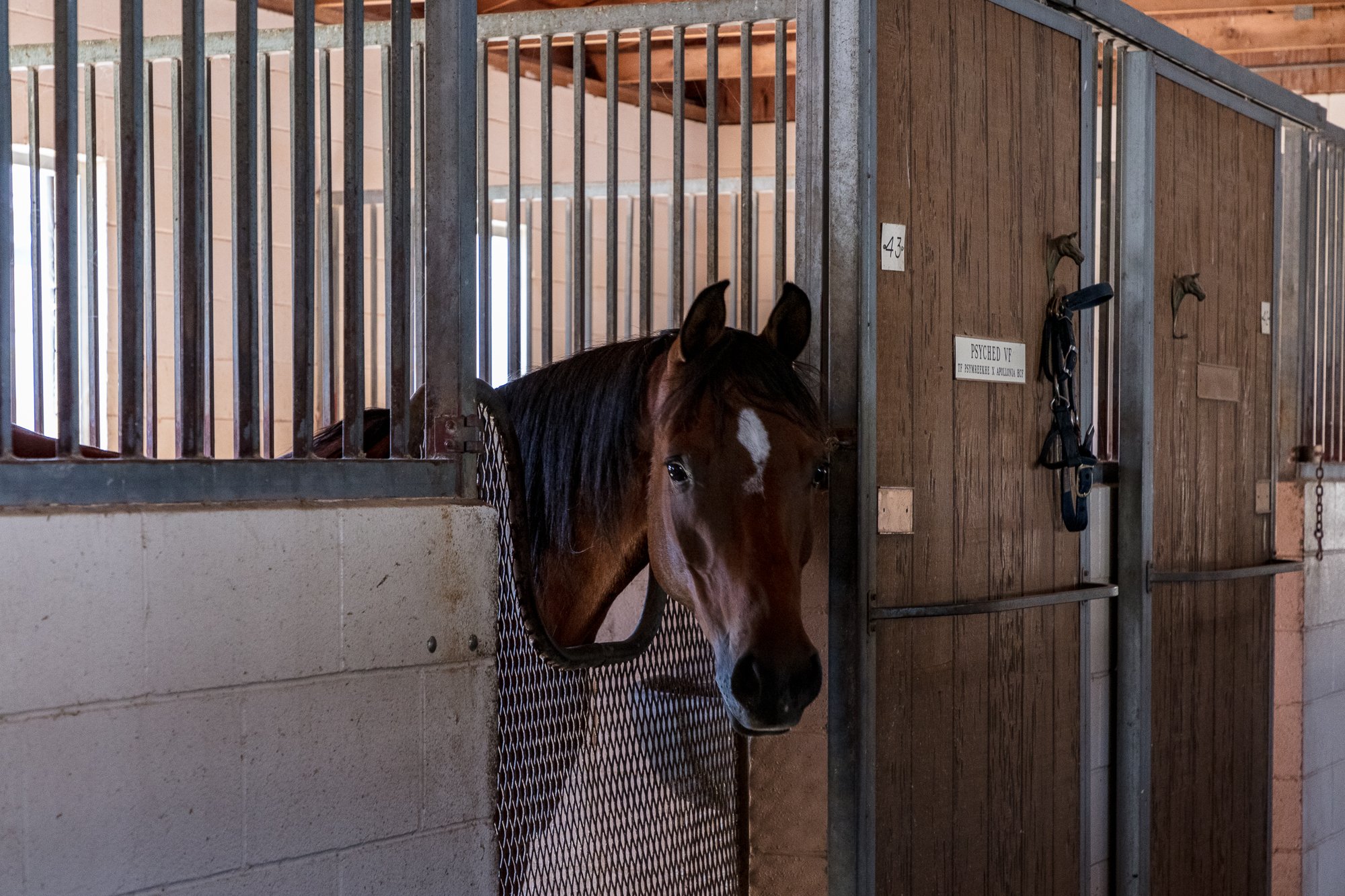 Ventura Farms - Arabian Center -5.jpg