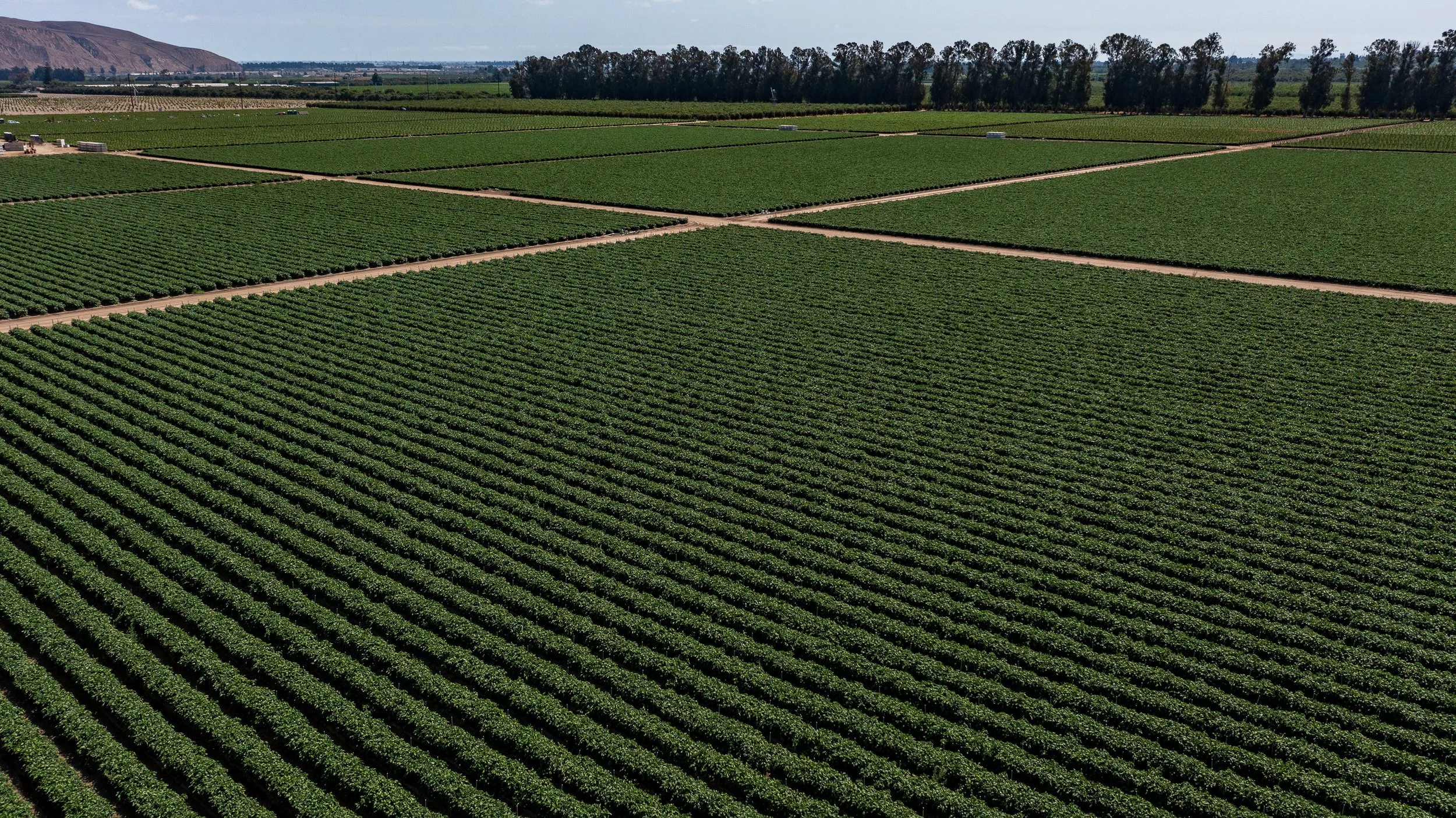 Limoneira Farms - Drone - Santa Paula -1.jpg