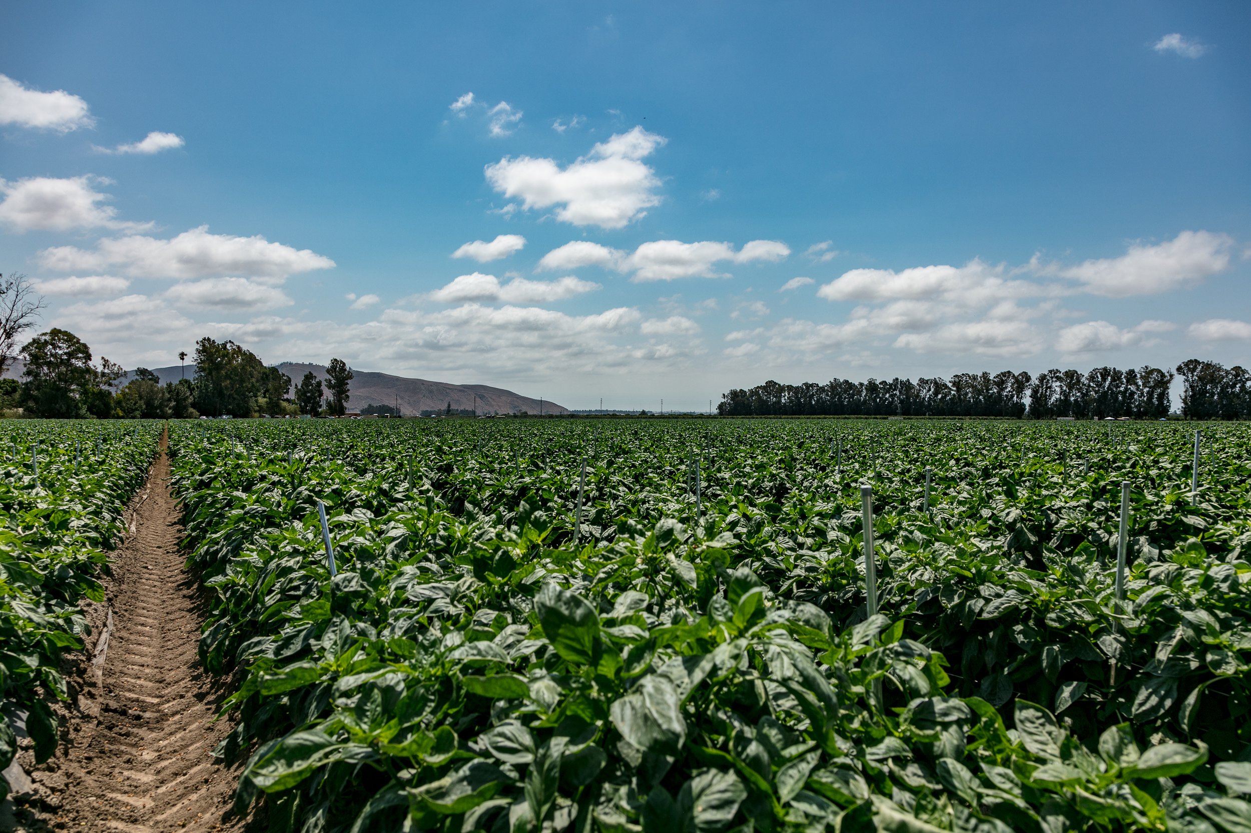 Limoneira Farms - Santa Paula -17.jpg