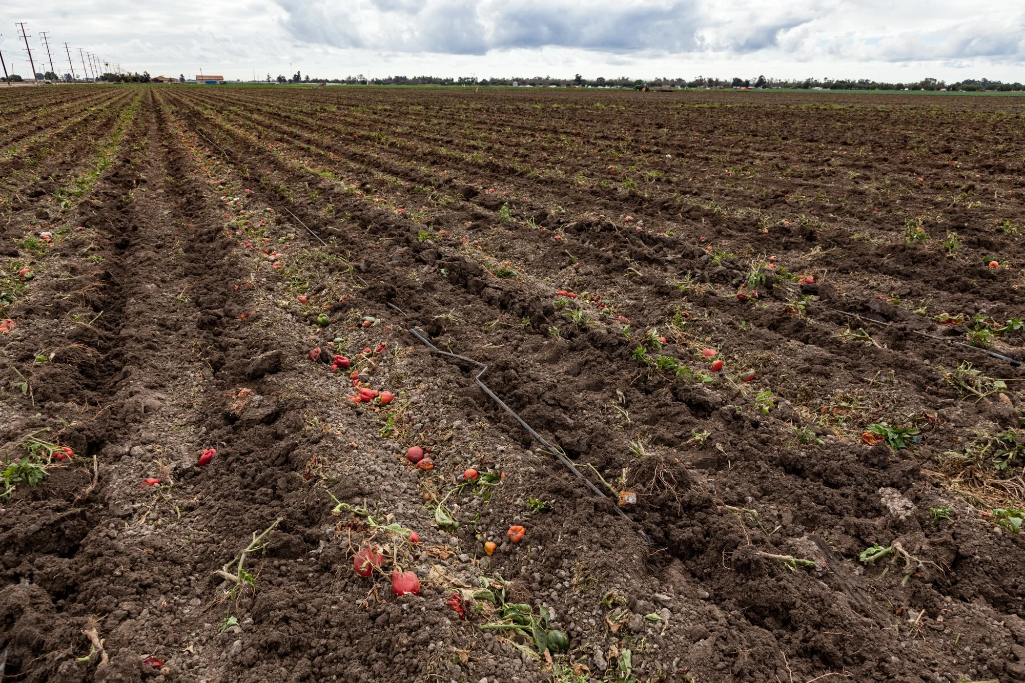 Farm- Uesugi Farms - Camarillo - 2.jpg