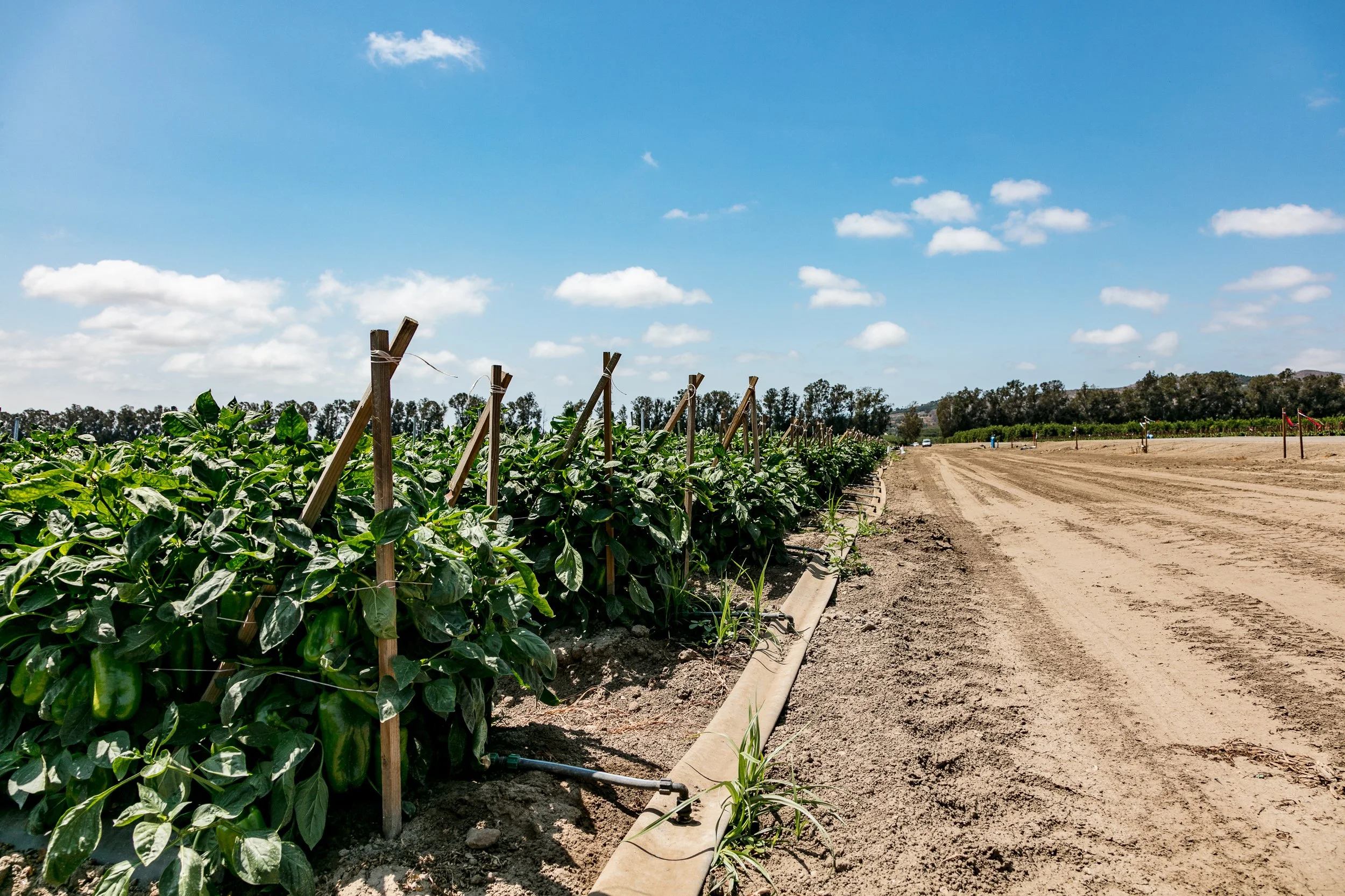 Limoneira Farms - Santa Paula -21.jpg