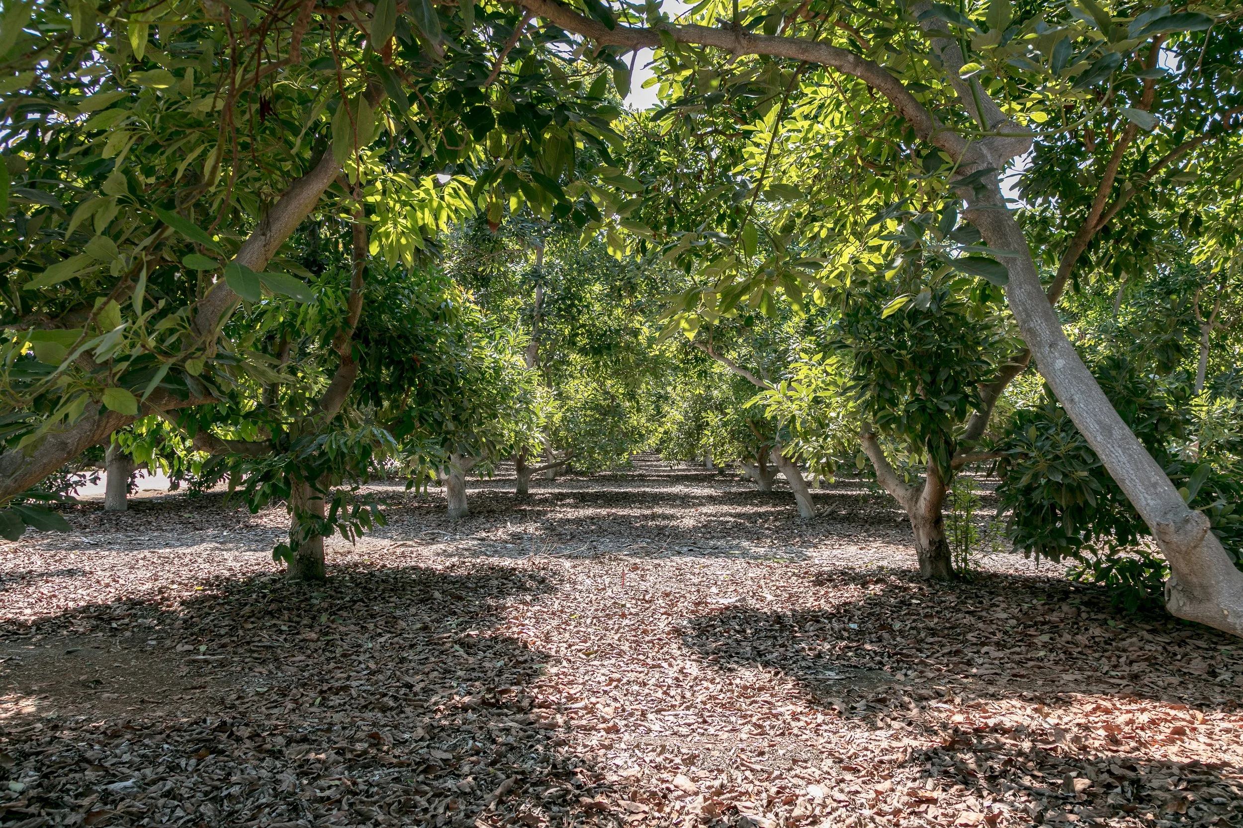 Limoneira Farms - Santa Paula -93.jpg