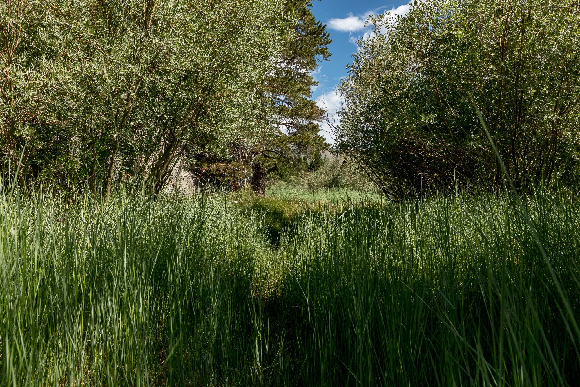 Blacks Pond - Meadow & Rock Outcrop - June Lake -13.jpg