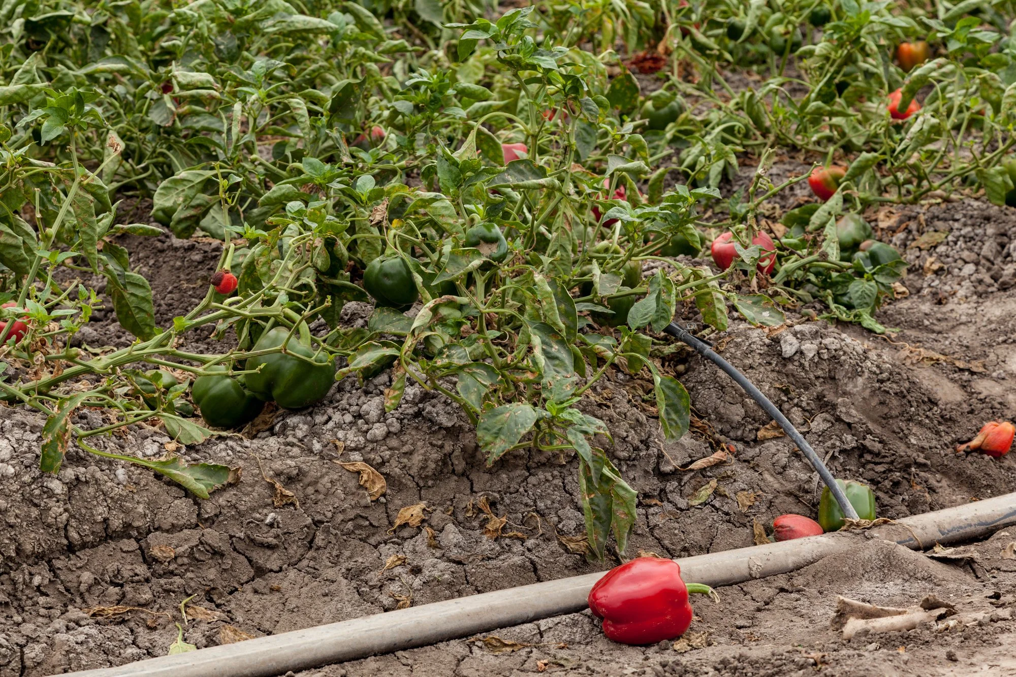 Farm- Uesugi Farms - Camarillo - 15.jpg