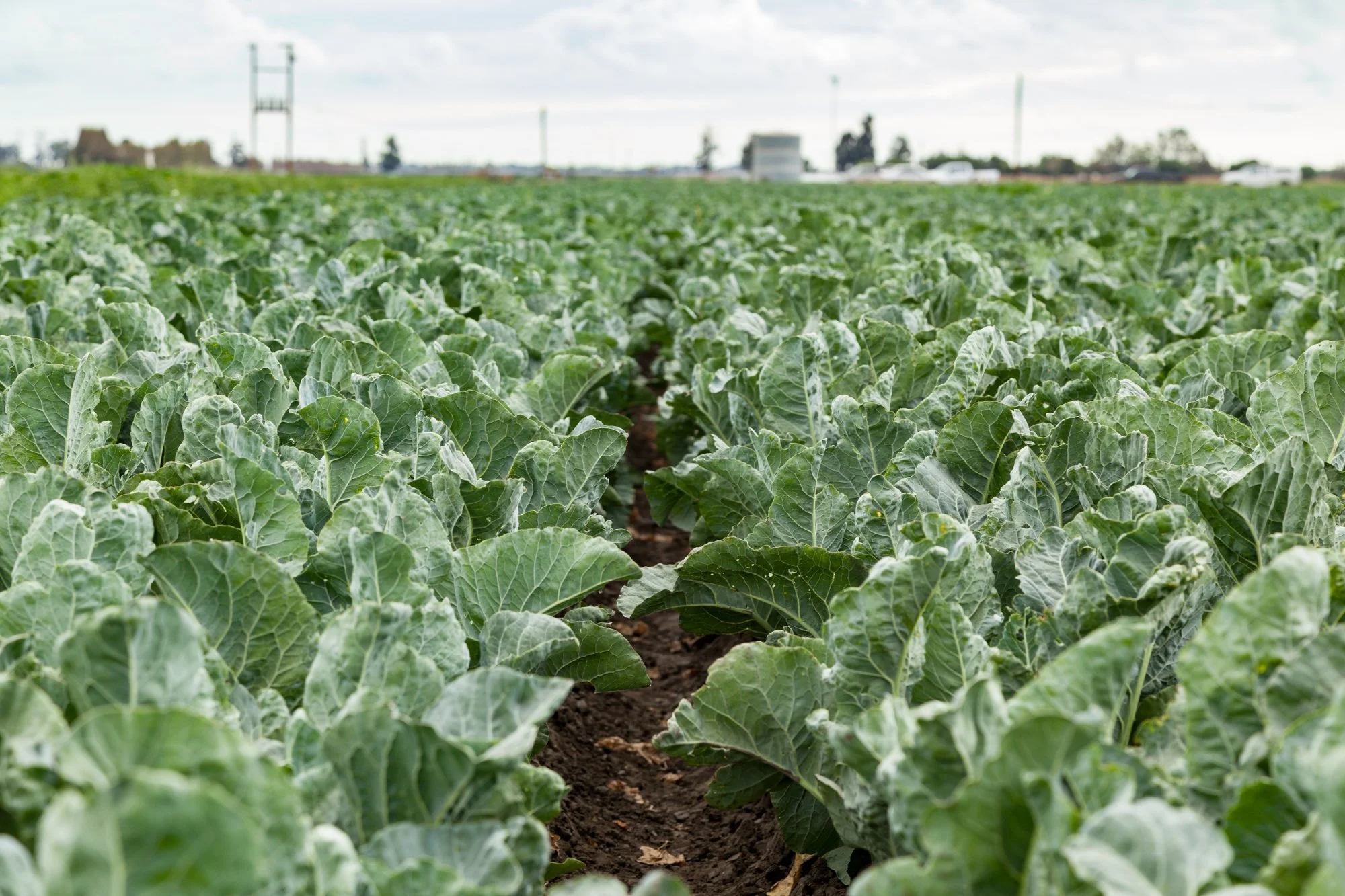 Farm- Uesugi Farms - Camarillo - 32.jpg