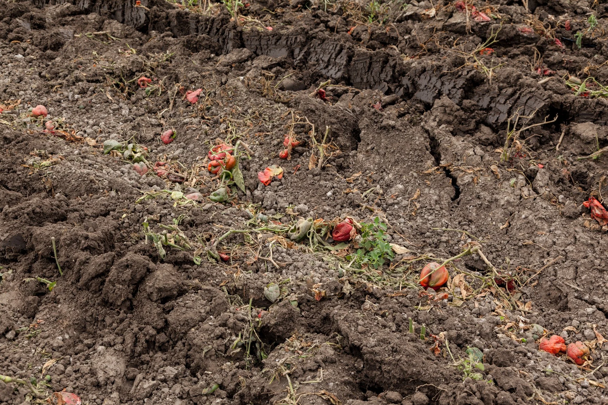 Farm- Uesugi Farms - Camarillo - 12.jpg