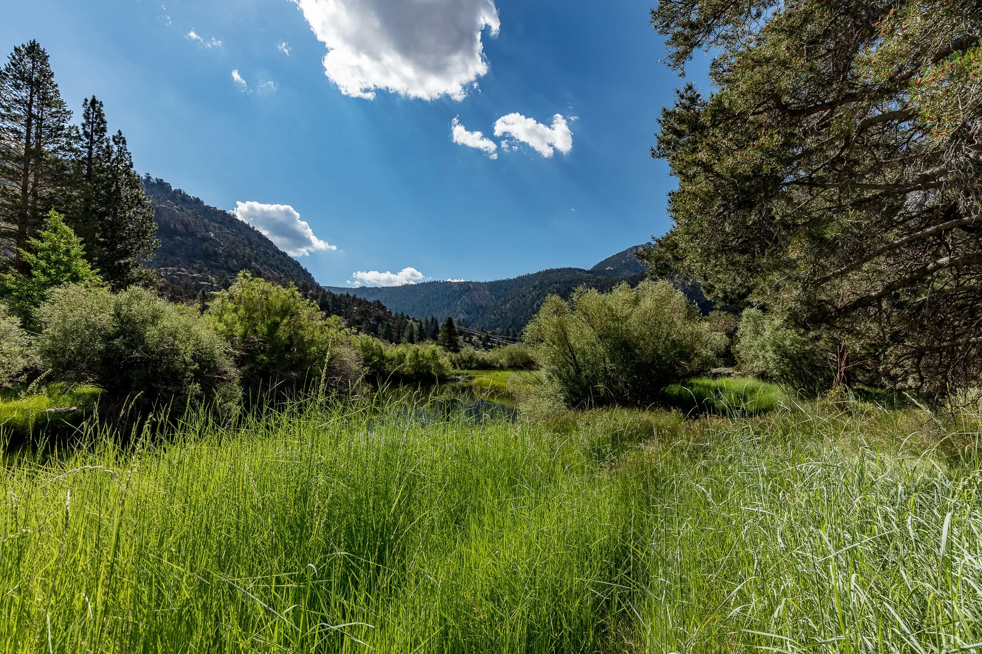 Blacks Pond - Meadow & Rock Outcrop - June Lake -16.jpg