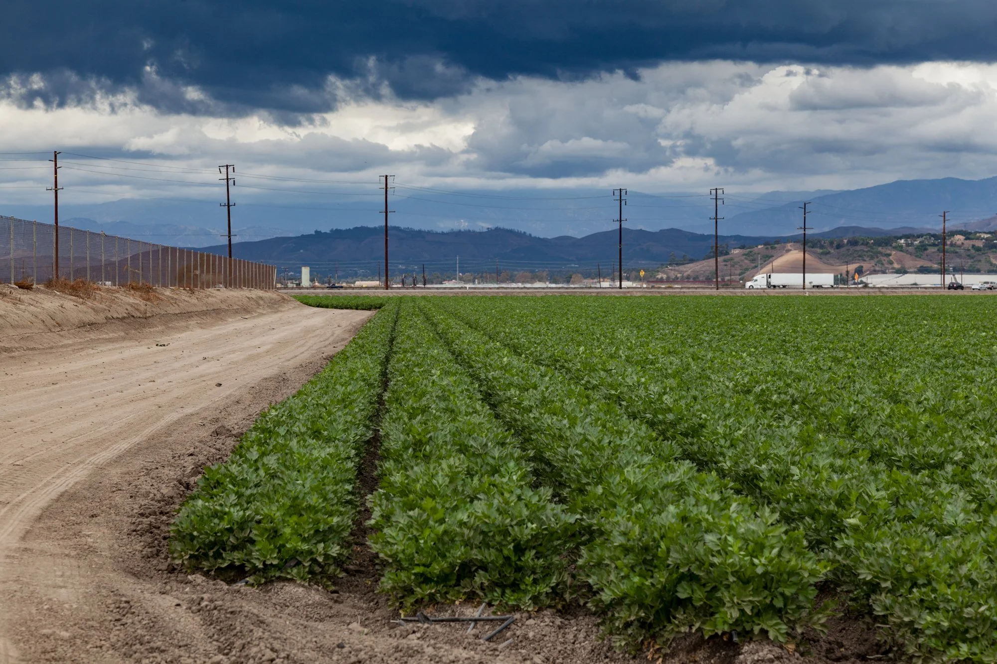 Farm- Uesugi Farms - Camarillo - 45.jpg