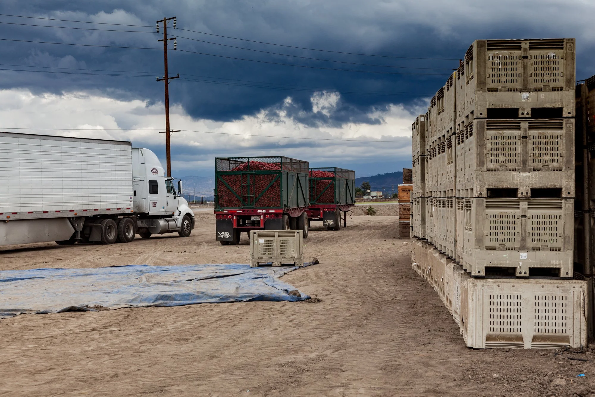 Farm- Uesugi Farms - Camarillo - 51.jpg