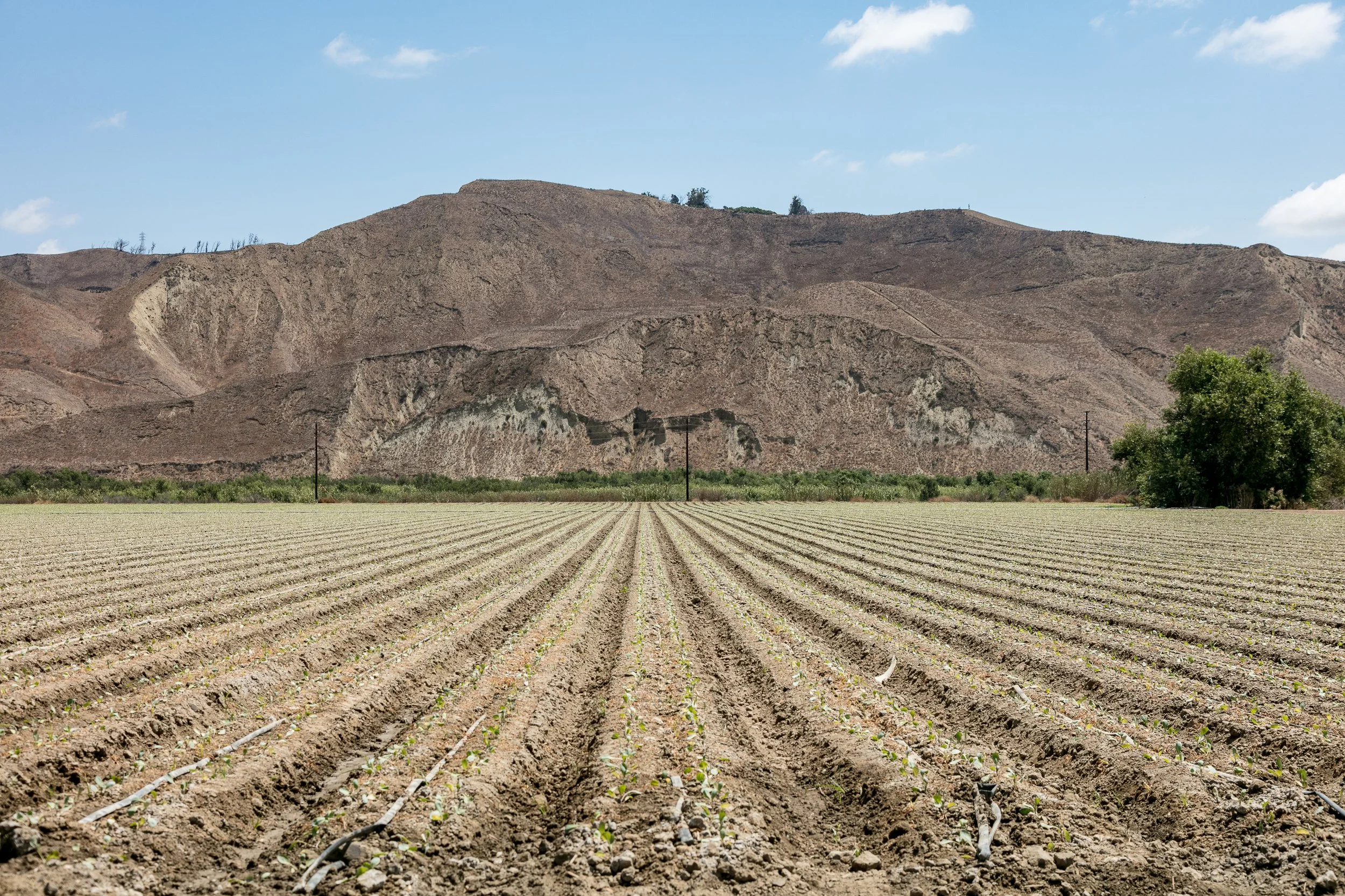 Limoneira Farms - Santa Paula -79.jpg