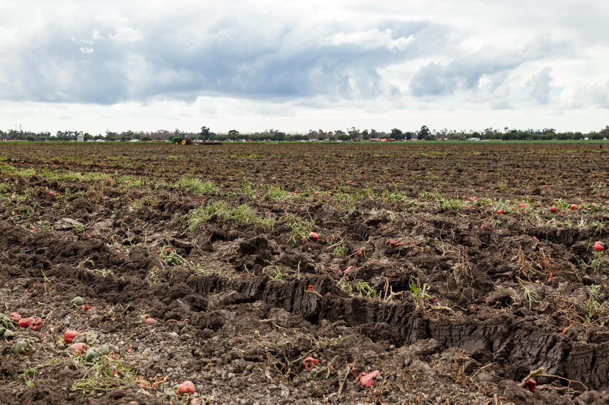 Farm- Uesugi Farms - Camarillo - 11.jpg