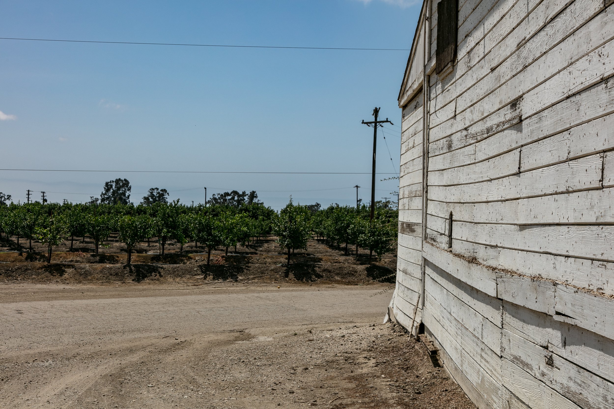 Limoneira Farms - Santa Paula -60.jpg