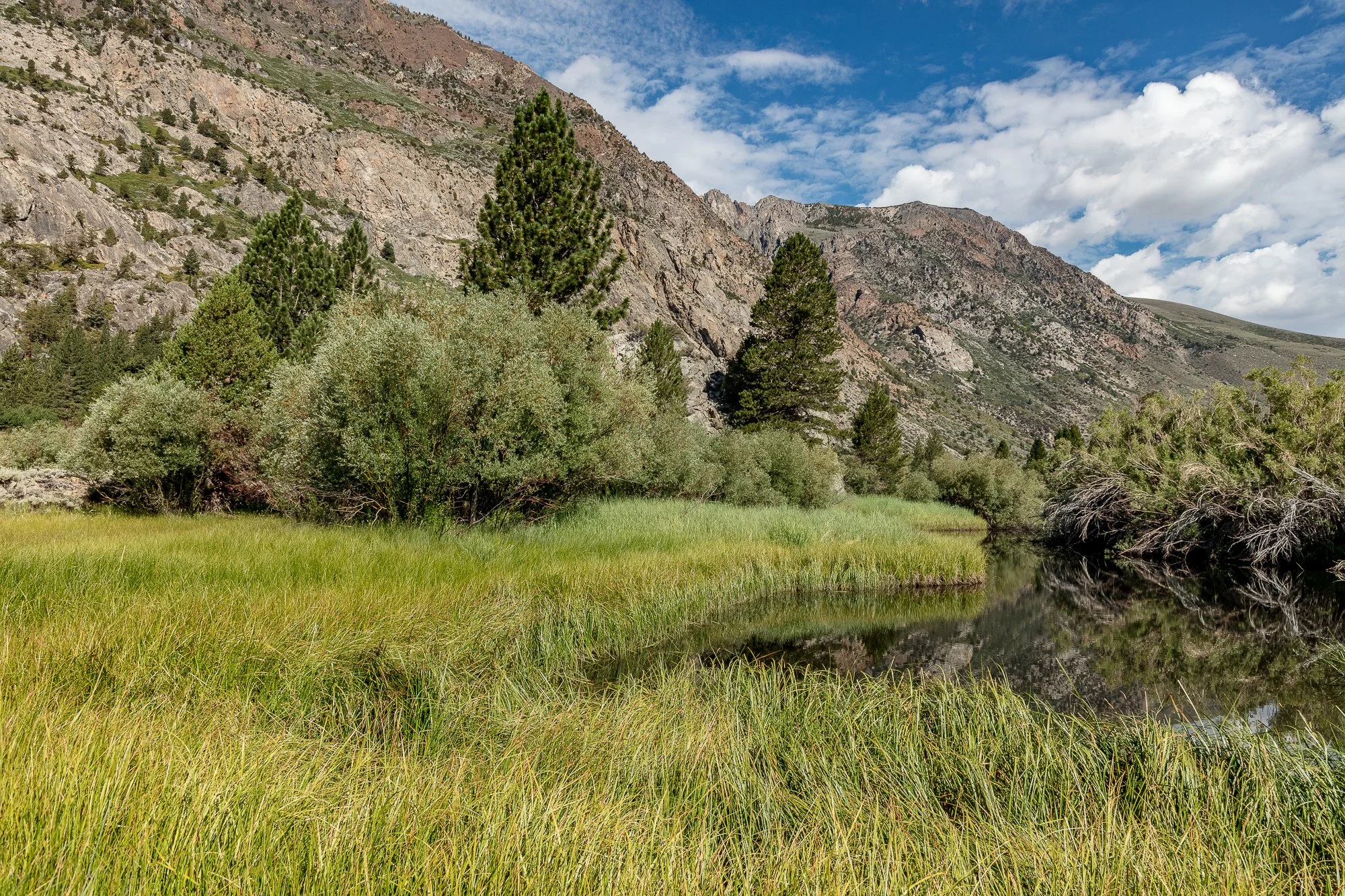 Blacks Pond - Meadow & Rock Outcrop - June Lake -3.jpg