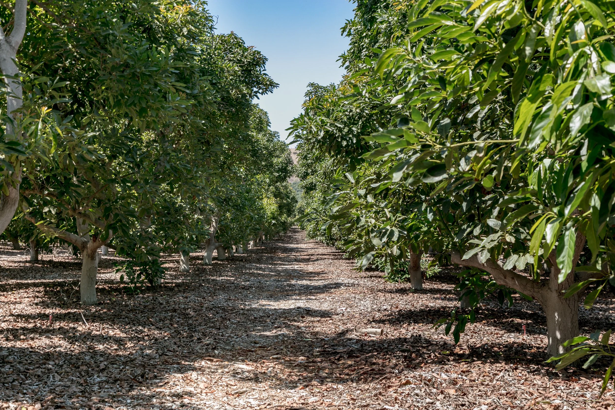 Limoneira Farms - Santa Paula -97.jpg