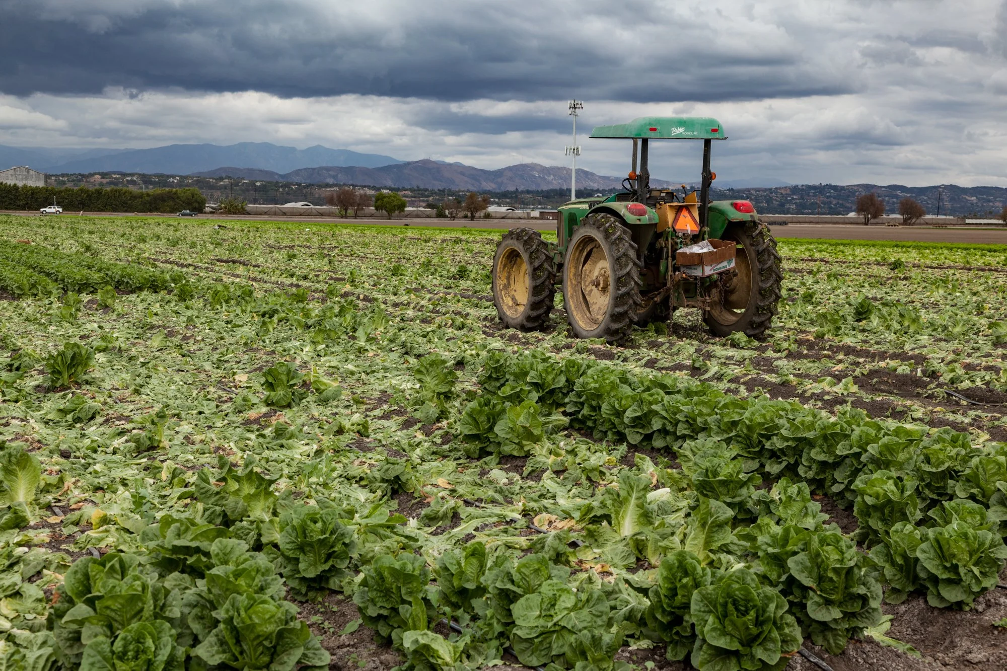 Farm- Uesugi Farms - Camarillo - 66.jpg
