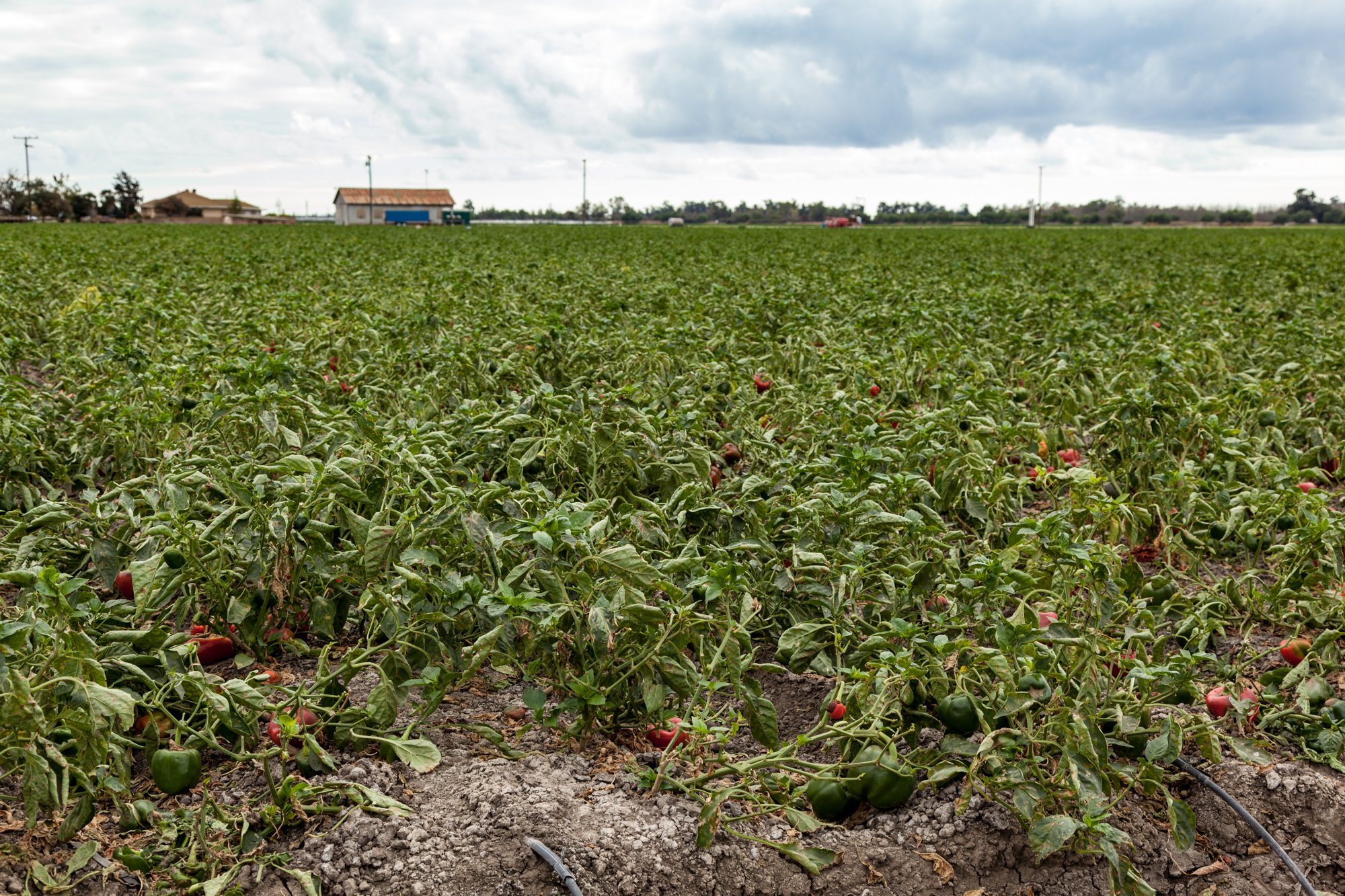 Farm- Uesugi Farms - Camarillo - 16.jpg