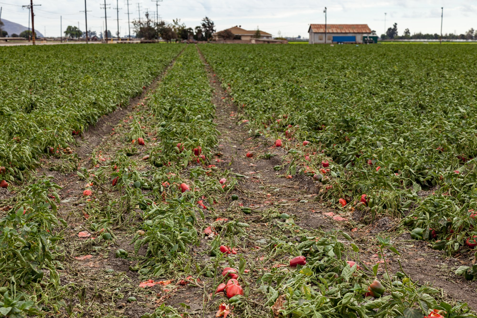 Farm- Uesugi Farms - Camarillo - 22.jpg