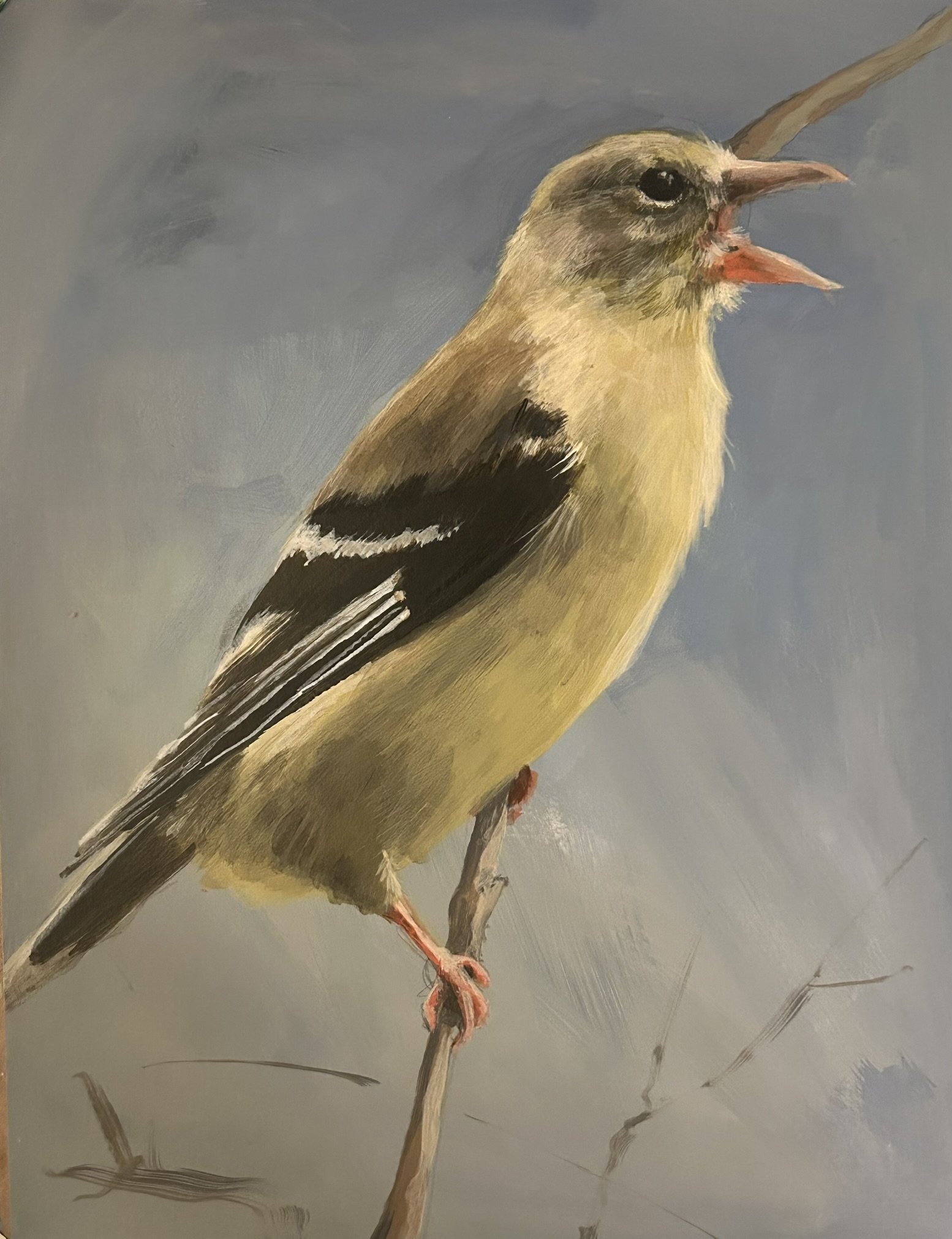 Goldfinch yelling.JPEG