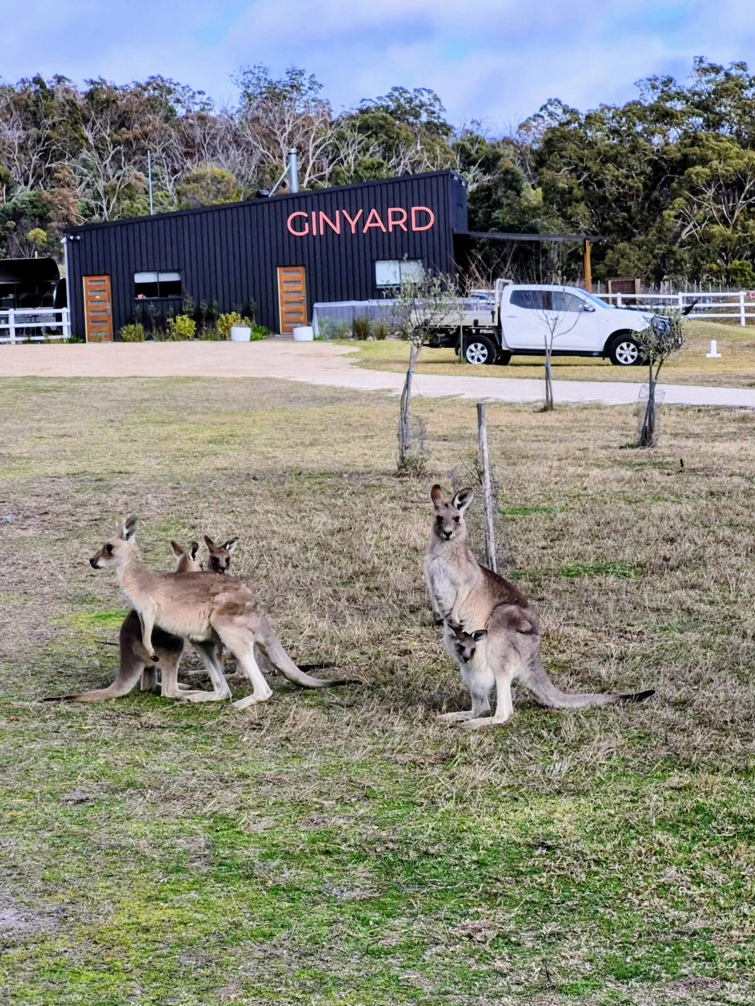 Wallabies in front of Ginyard building