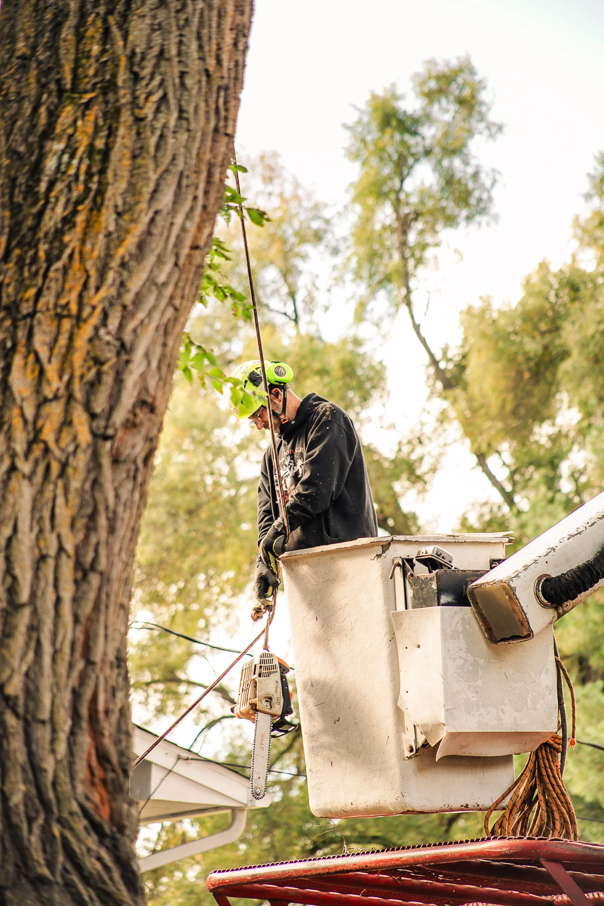 A tree worker wearing a helmet and safety gear is in a bucket lift trimming branches on a large tree in a residential area during daytime.