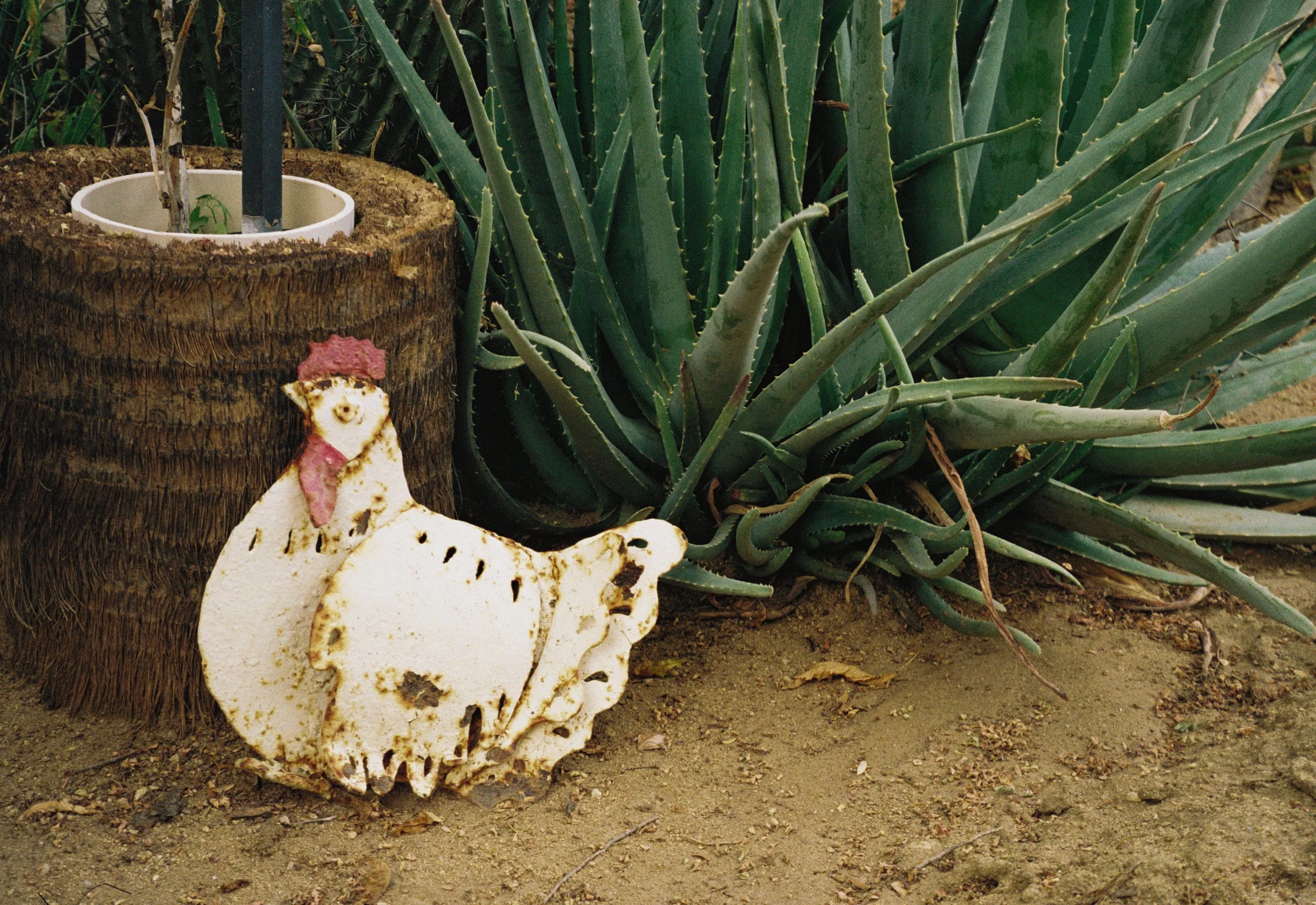 Baja California Sur, MX (2026)