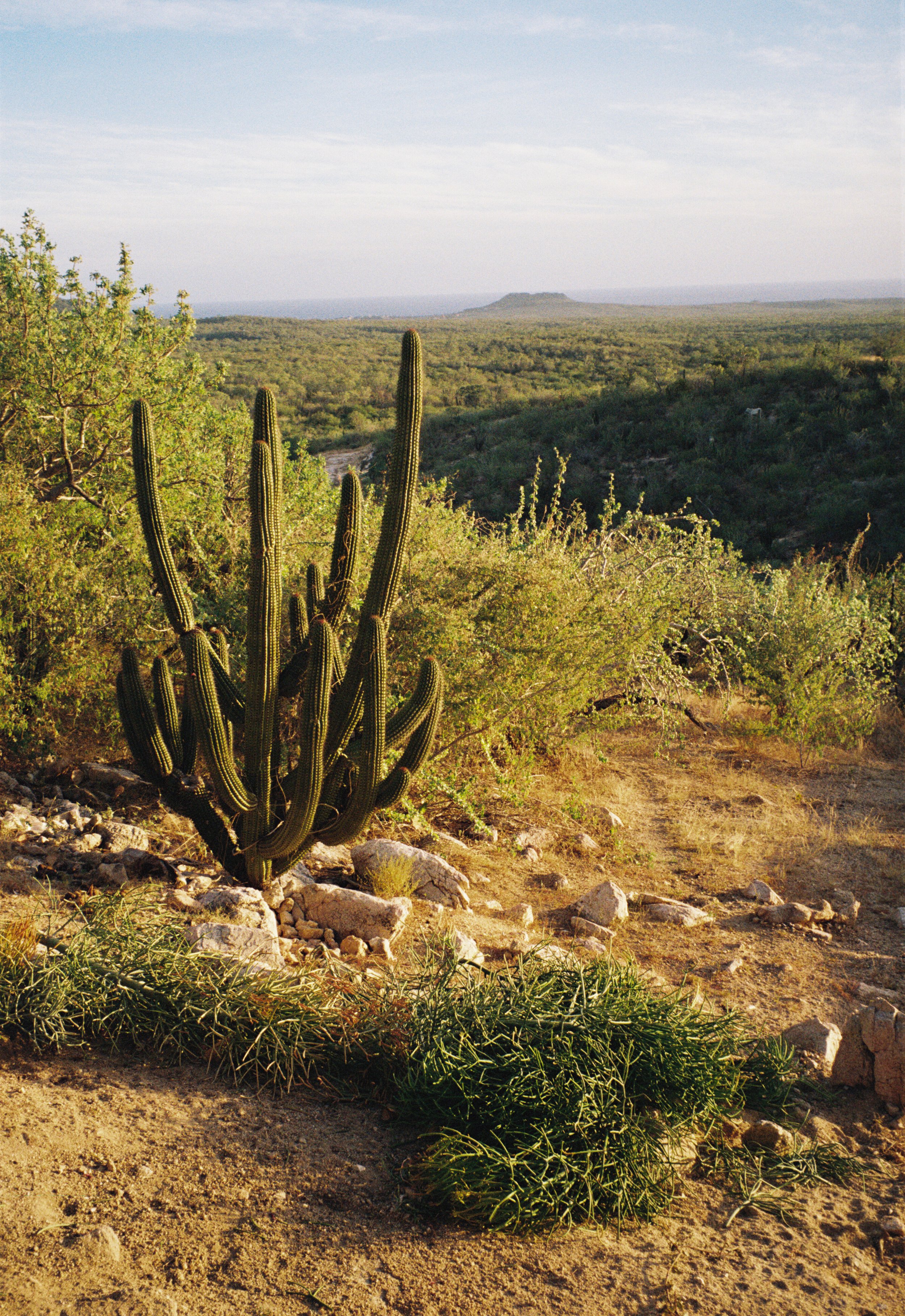 Baja California Sur, MX (2026)