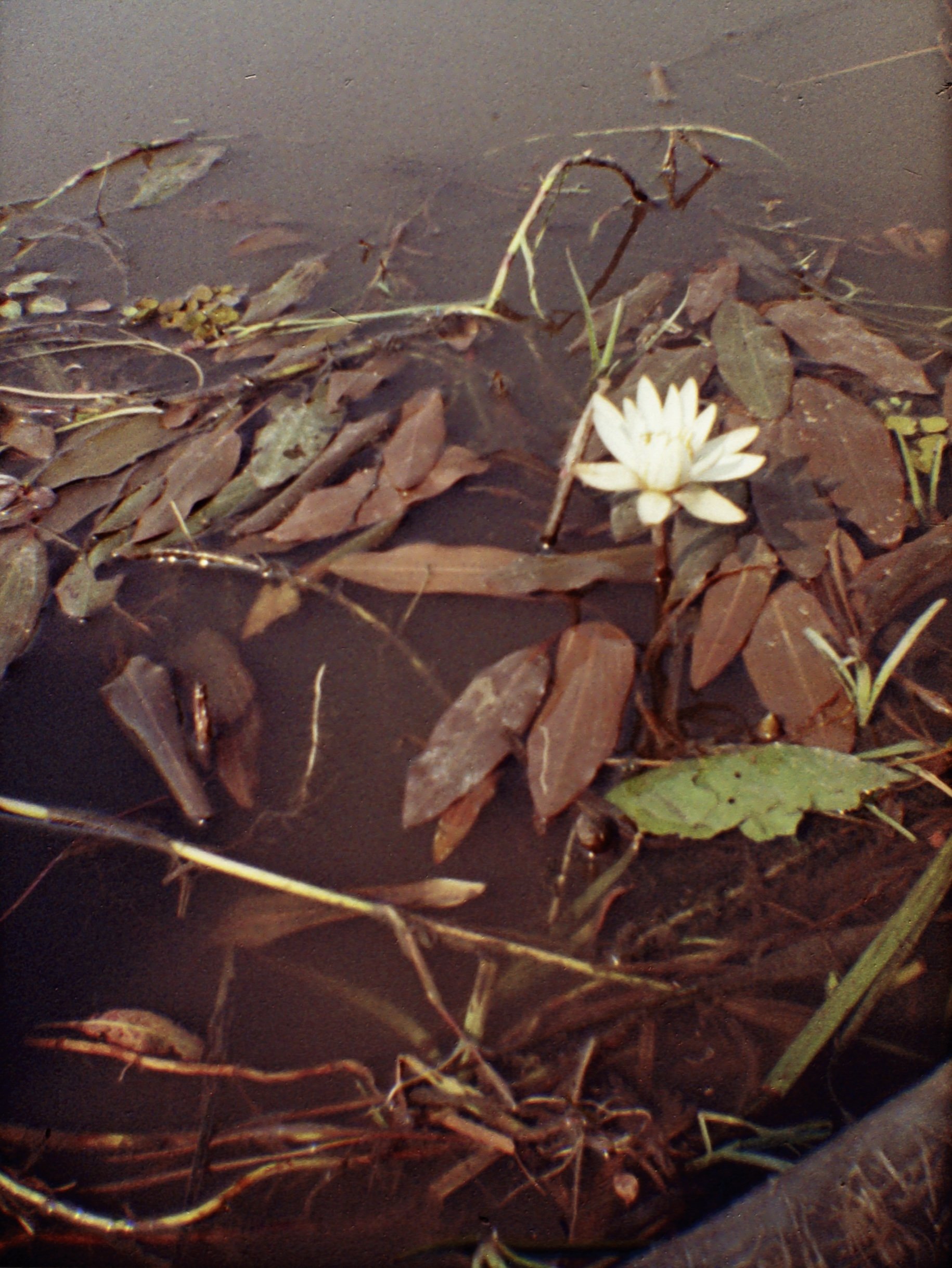 Okavango Delta, BW (2024)