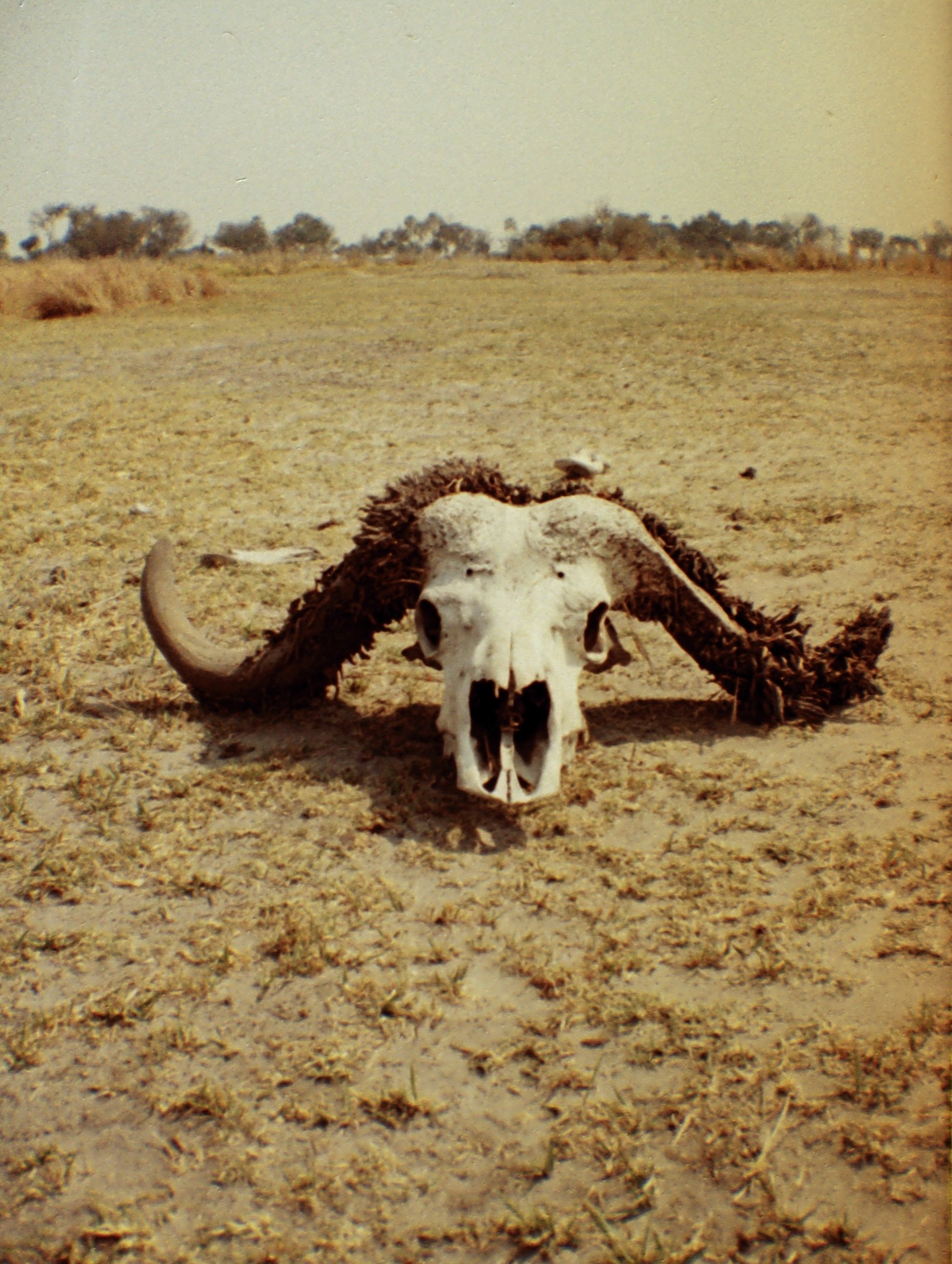Okavango Delta, ZW (2024)