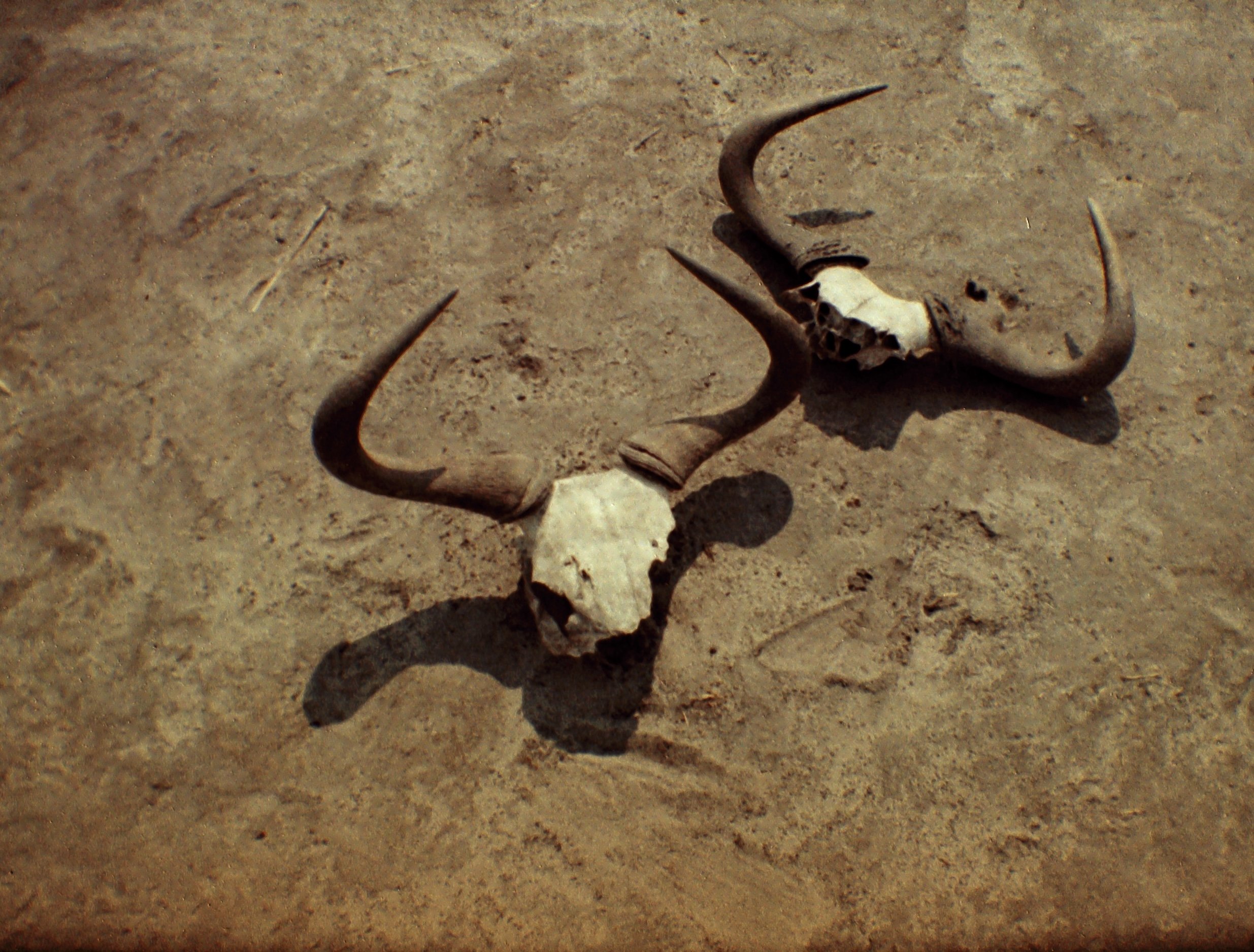 Okavango Delta, BW (2024)