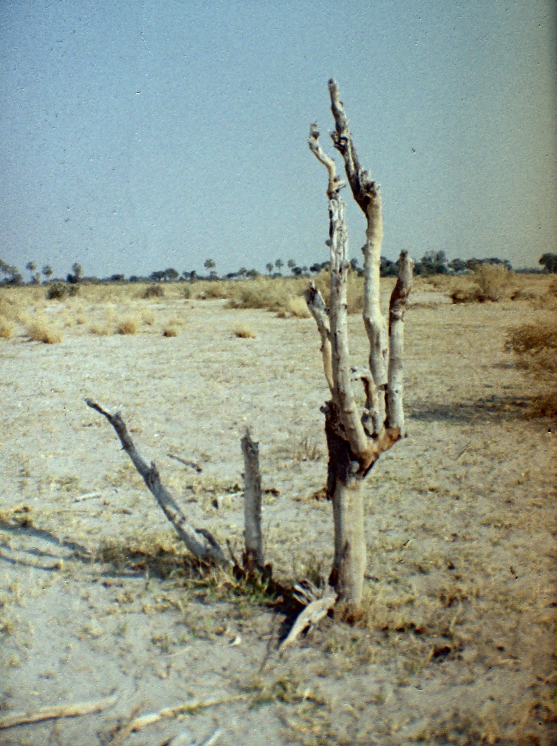 Okavango Delta, BW (2024)