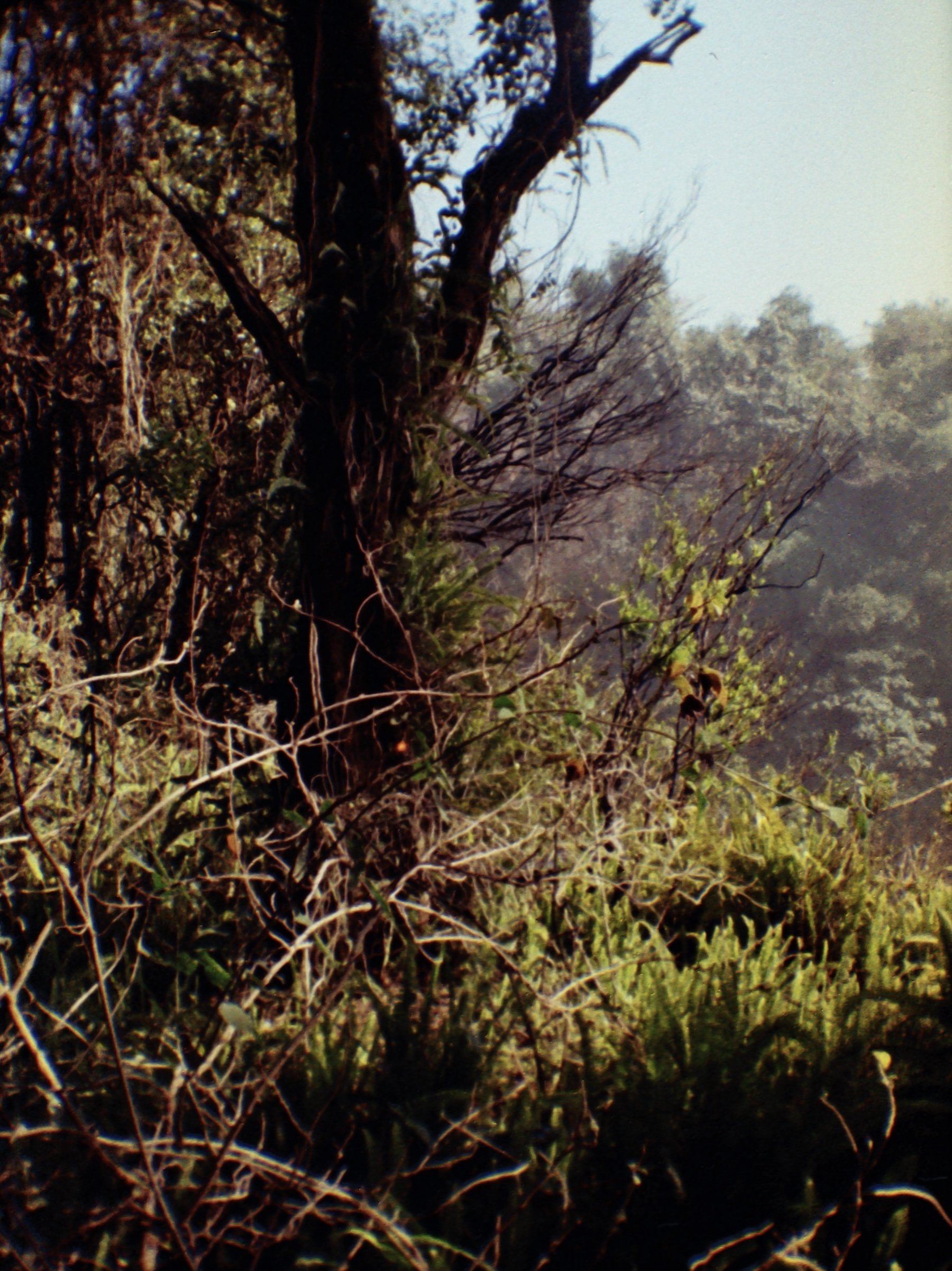 Victoria Falls, ZW (2024)