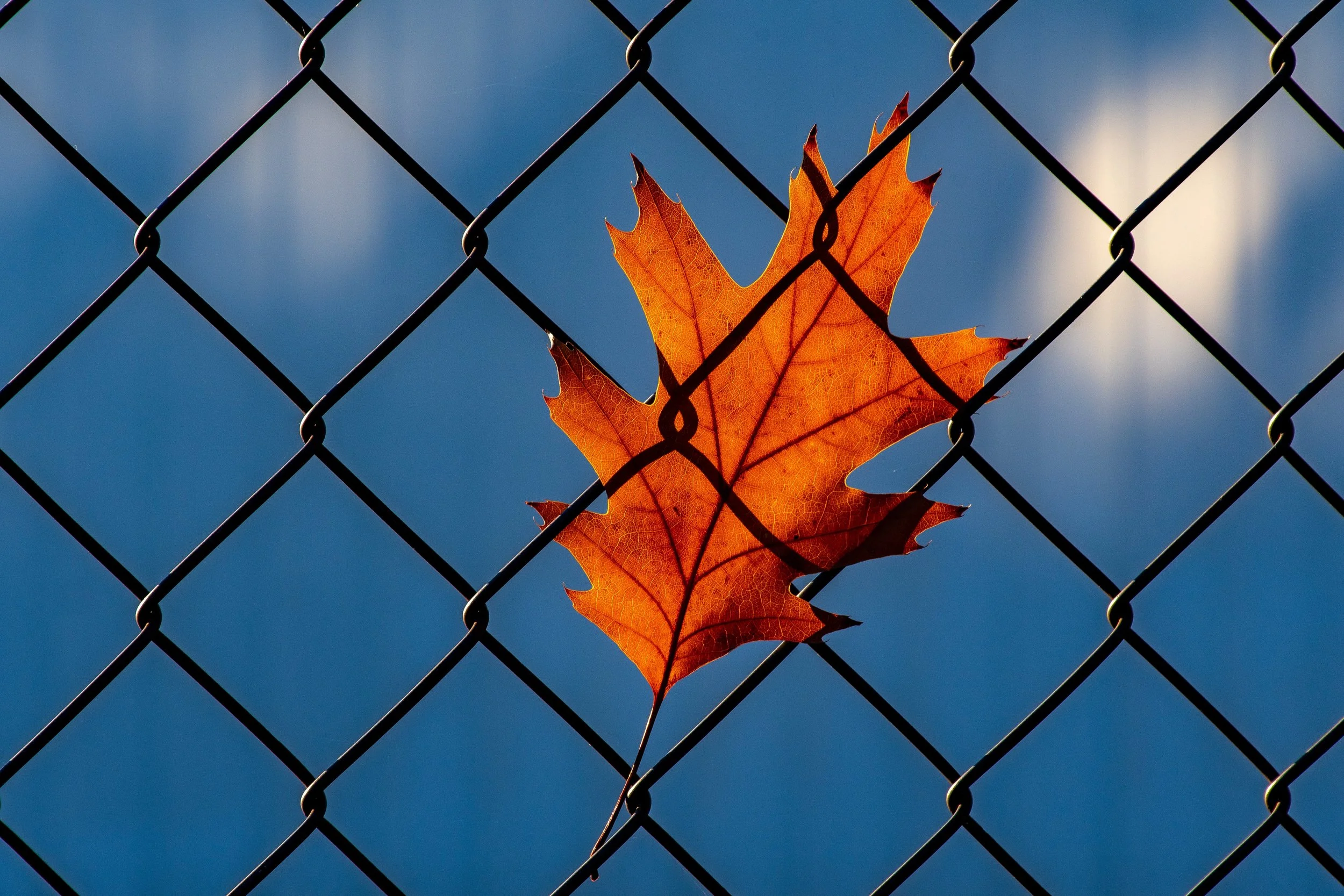 A single autumn leaf caught in a metal fence under a blue sky, symbolizing resilience and obstacles faced in child support cases when an ex is incarcerated.