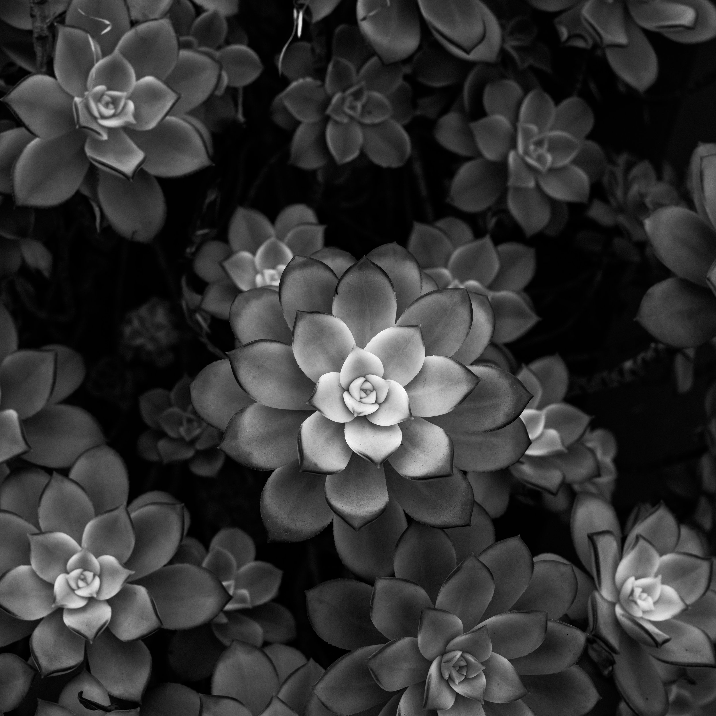 Succulents