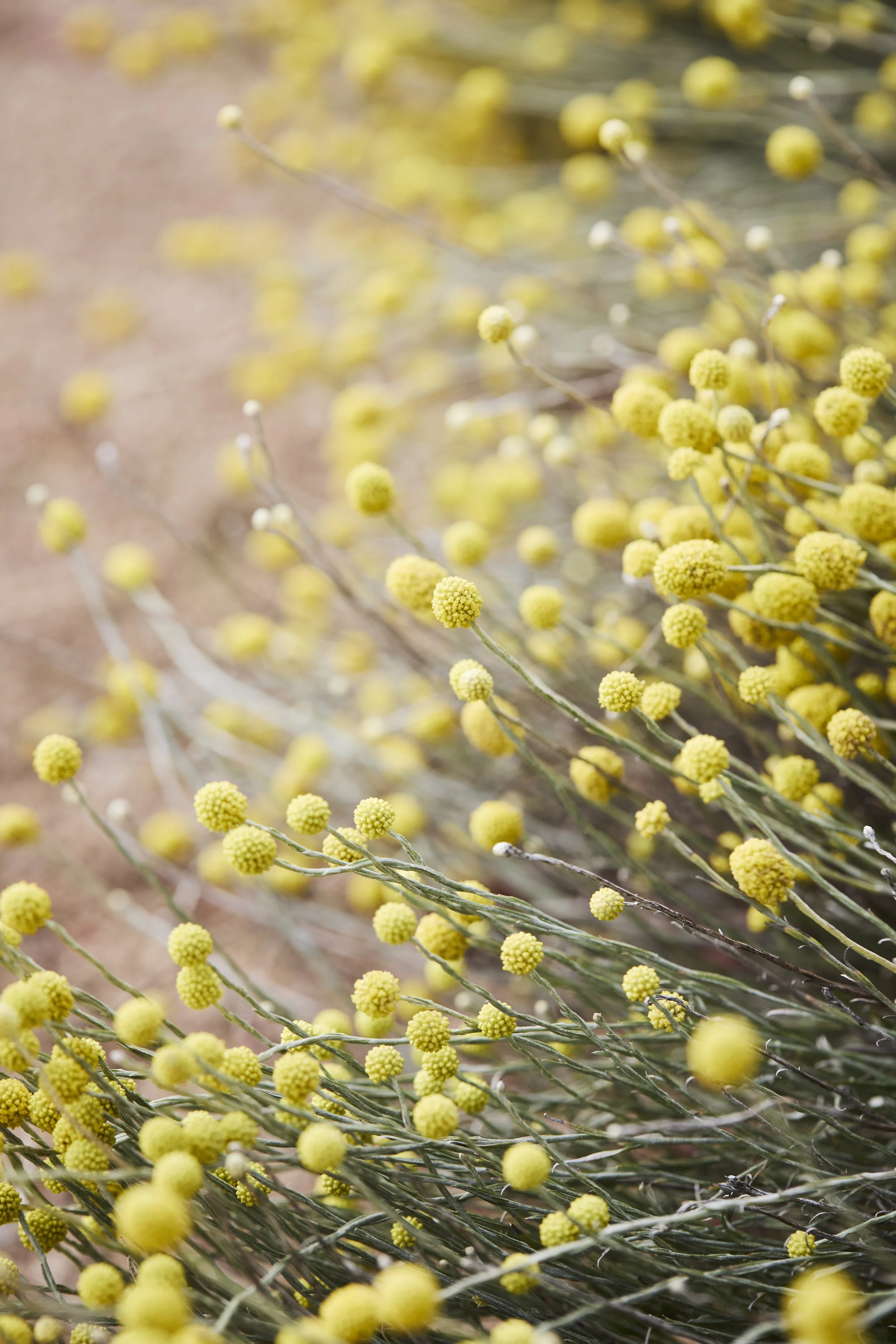 Melbourne landscape garden photographer
