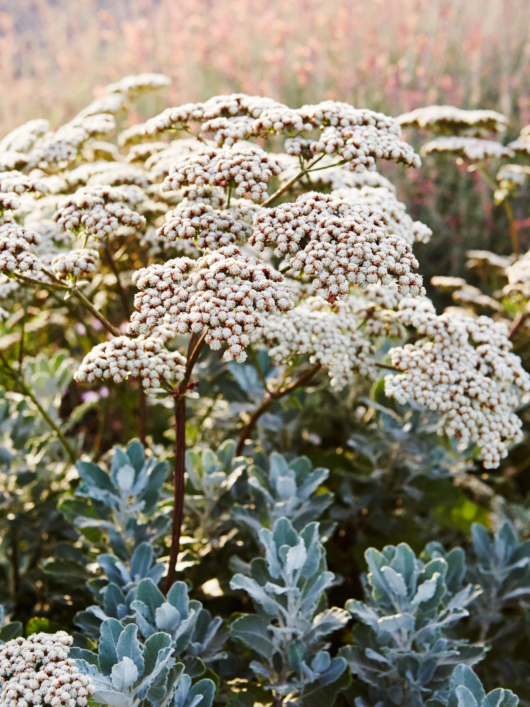 Landscape garden nature photography Melbourne