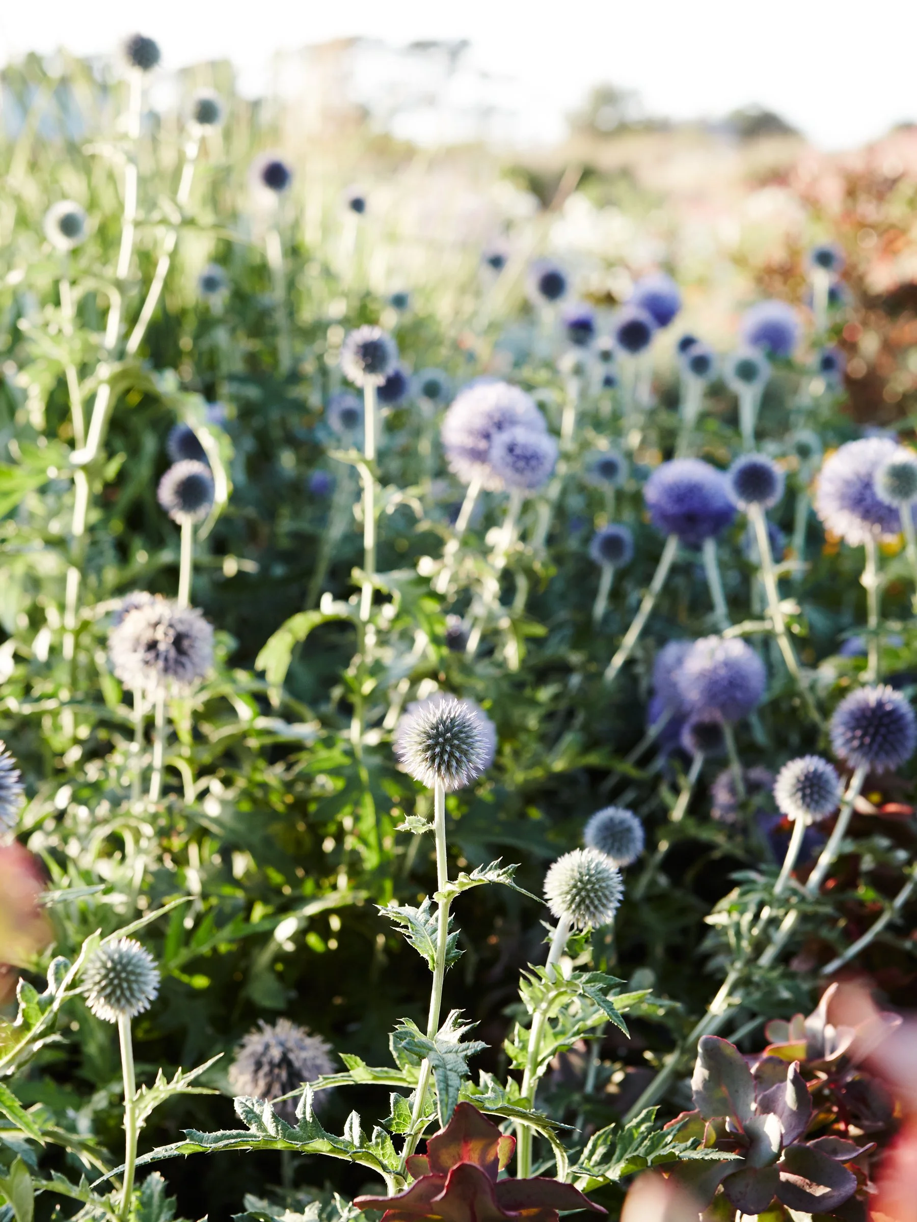 Landscape garden design photographer Melbourne.