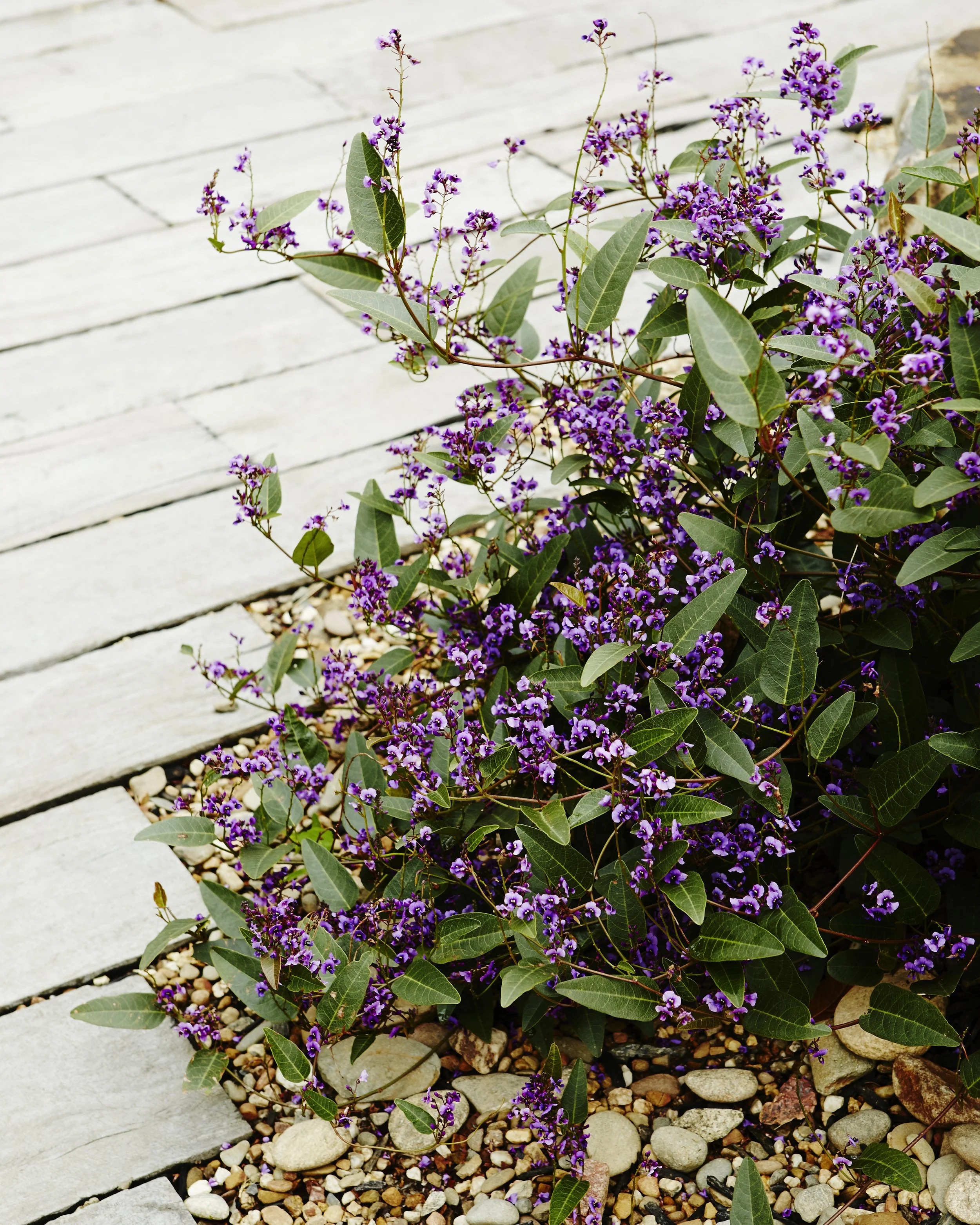 Garden photography Melbourne Australia. 