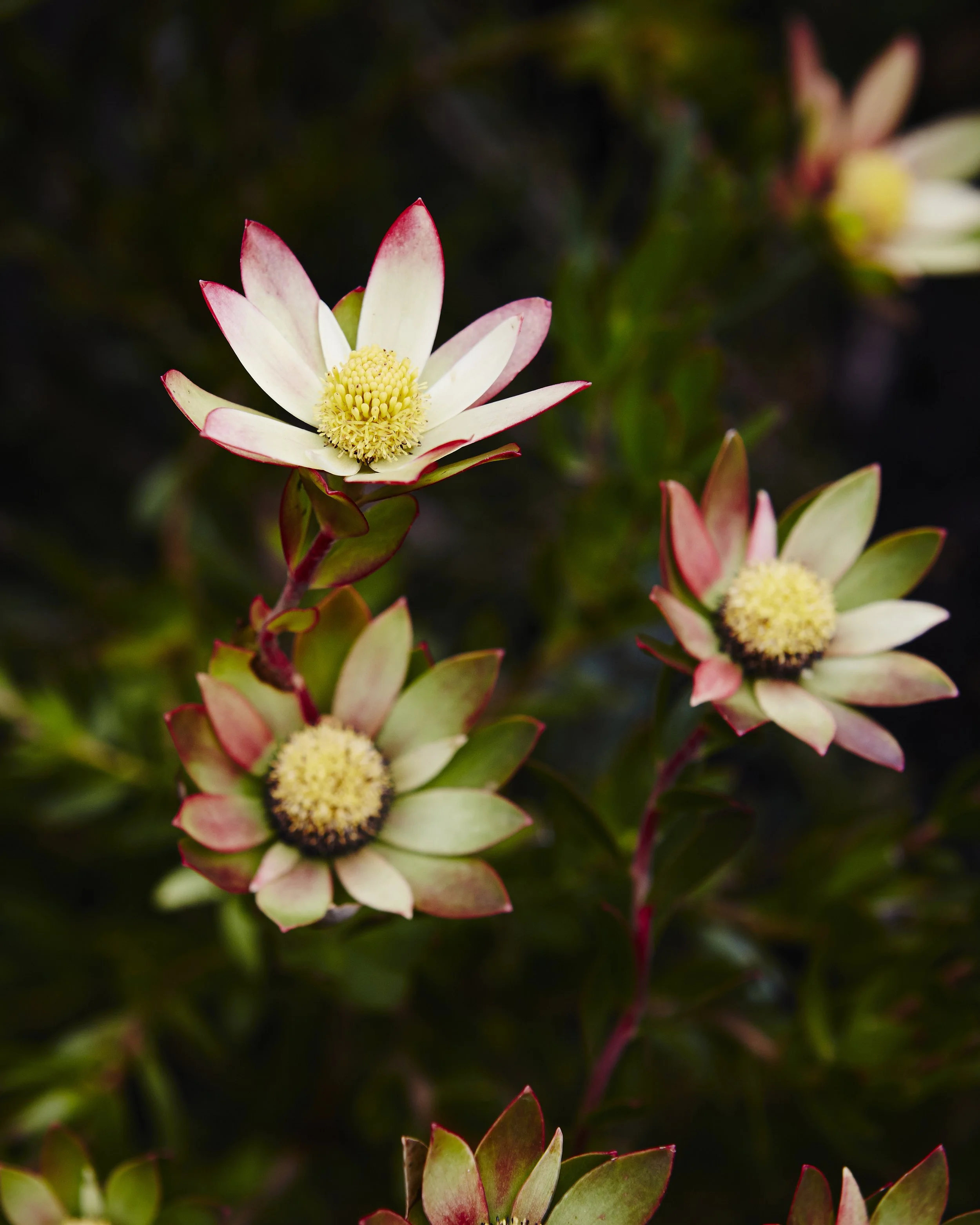 Landscape garden design photographer Melbourne.