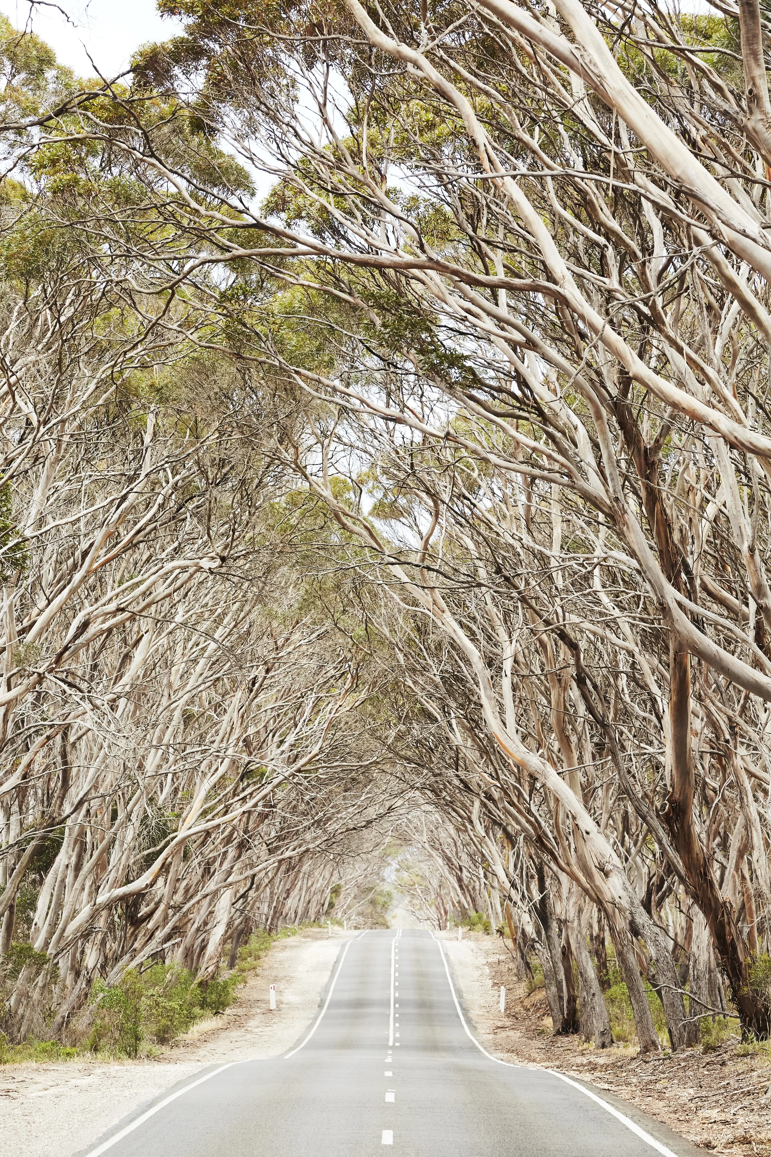 Kangaroo Island gum tree tunnel, travel photography