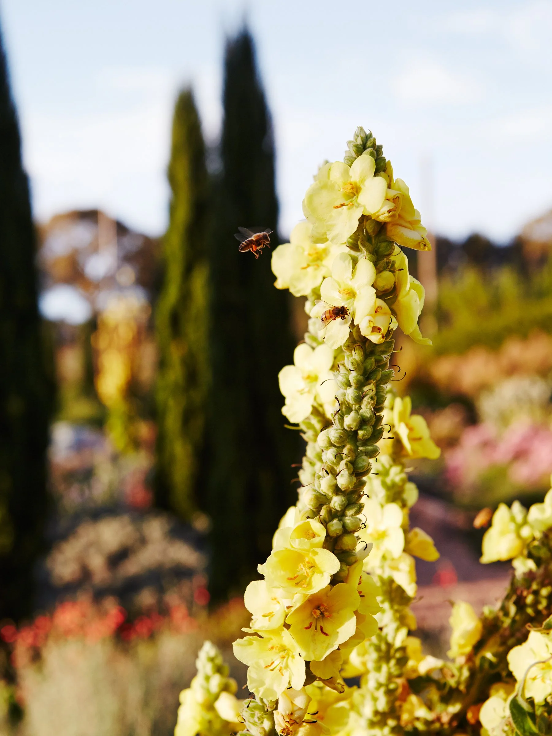 Landscape design photographer. Melbourne garden photography