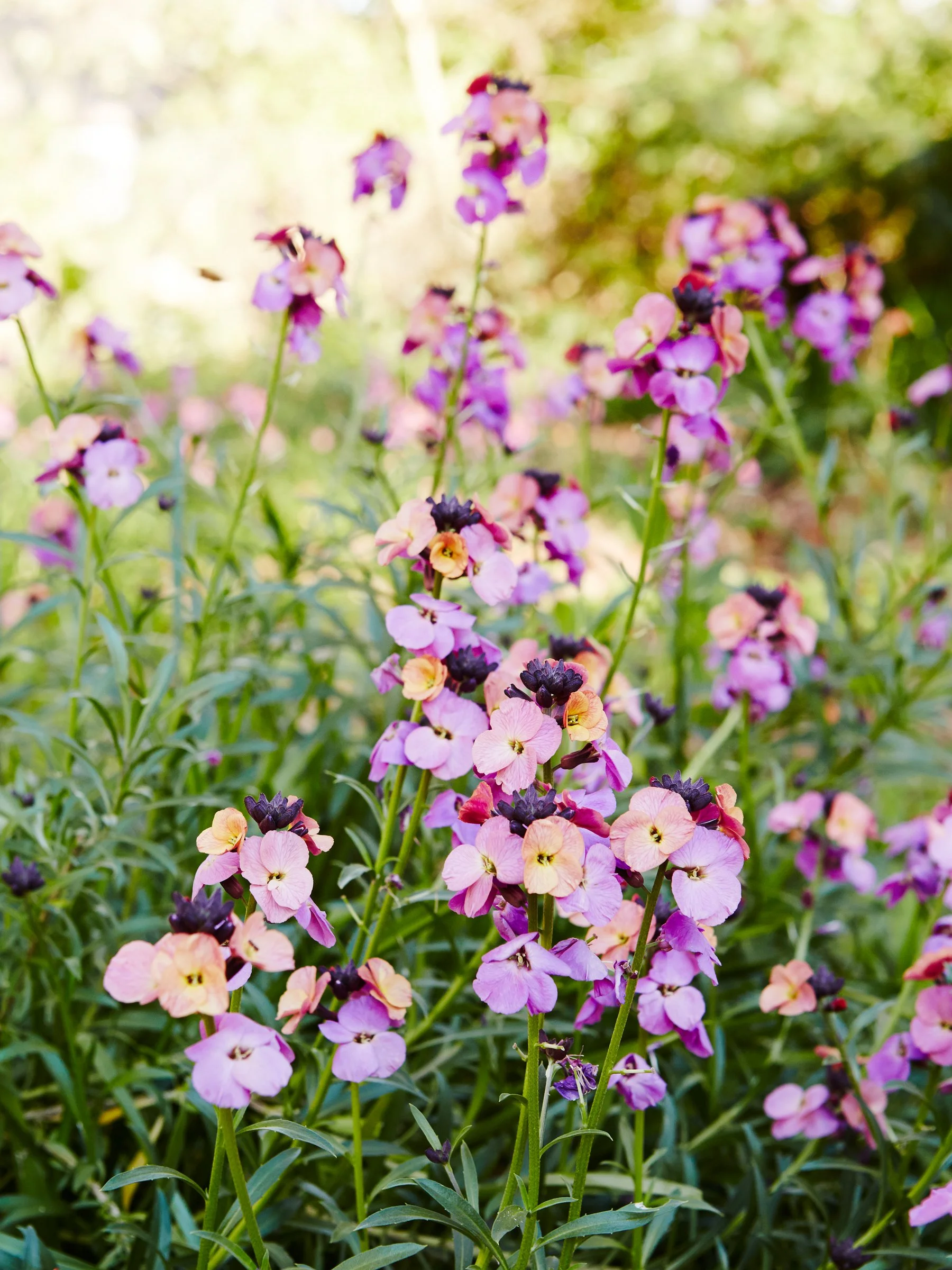 Landscape garden design photographer Melbourne.