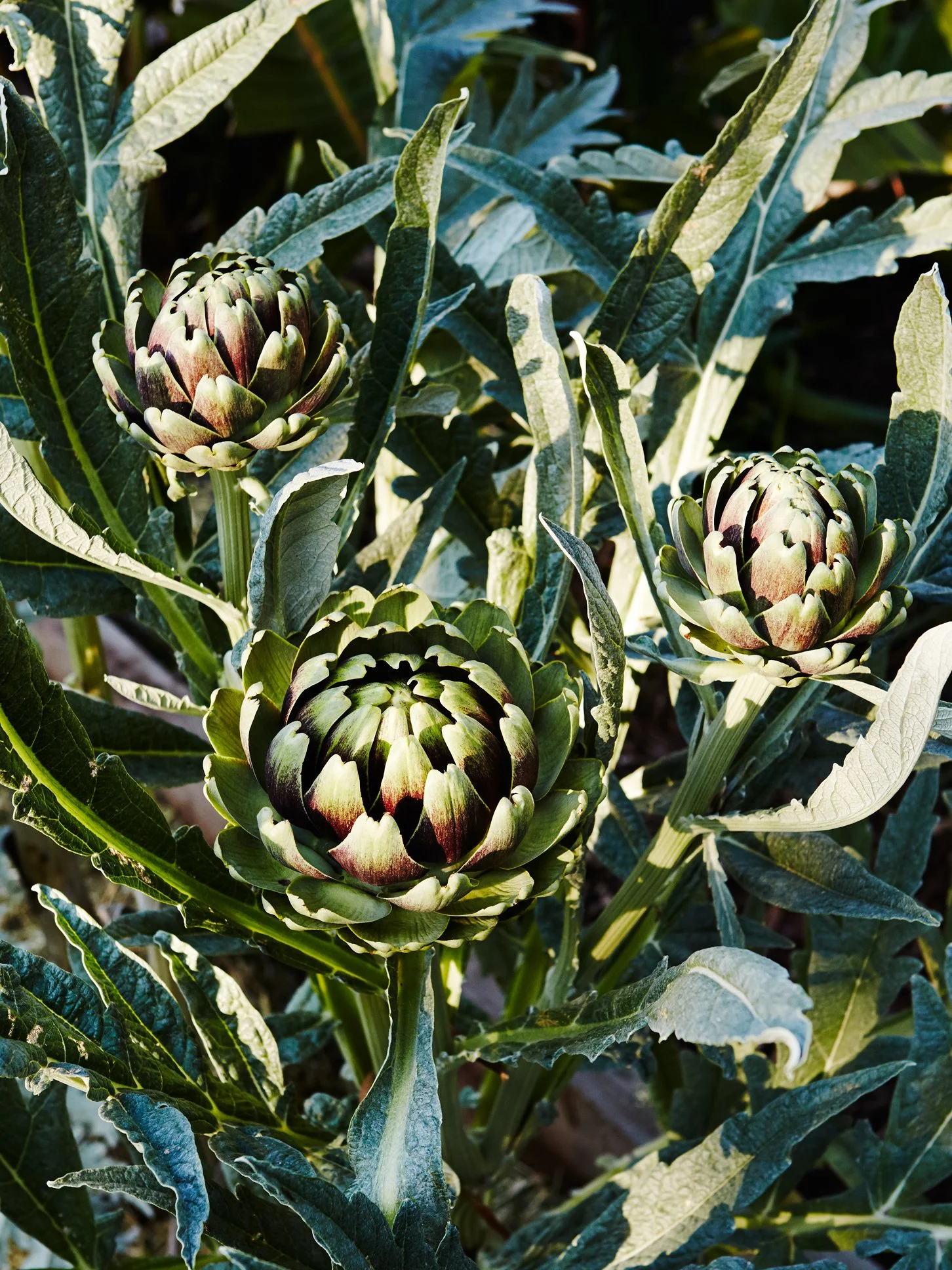 Landscape garden design photographer Melbourne.