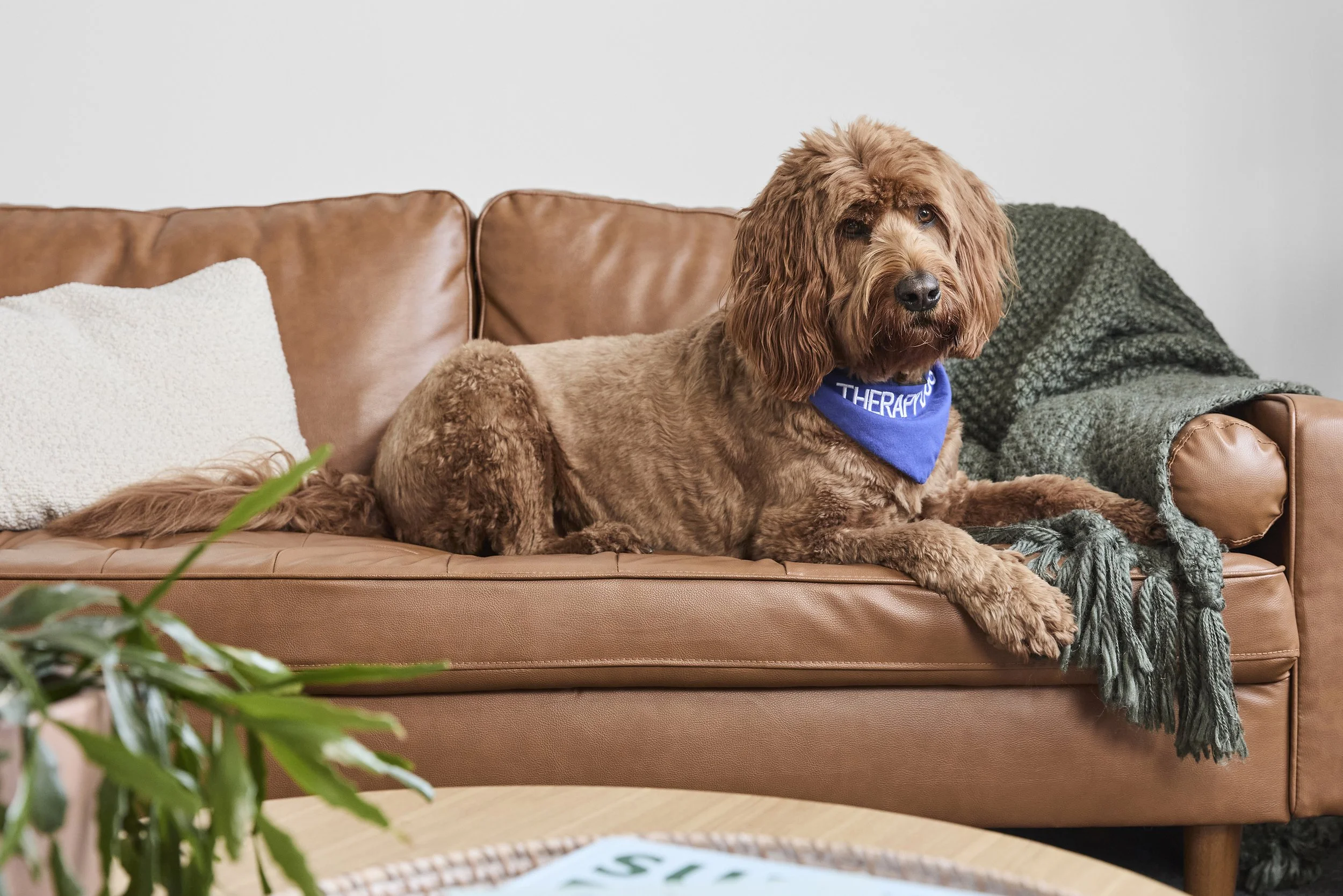Therapy dog on psychologist couch