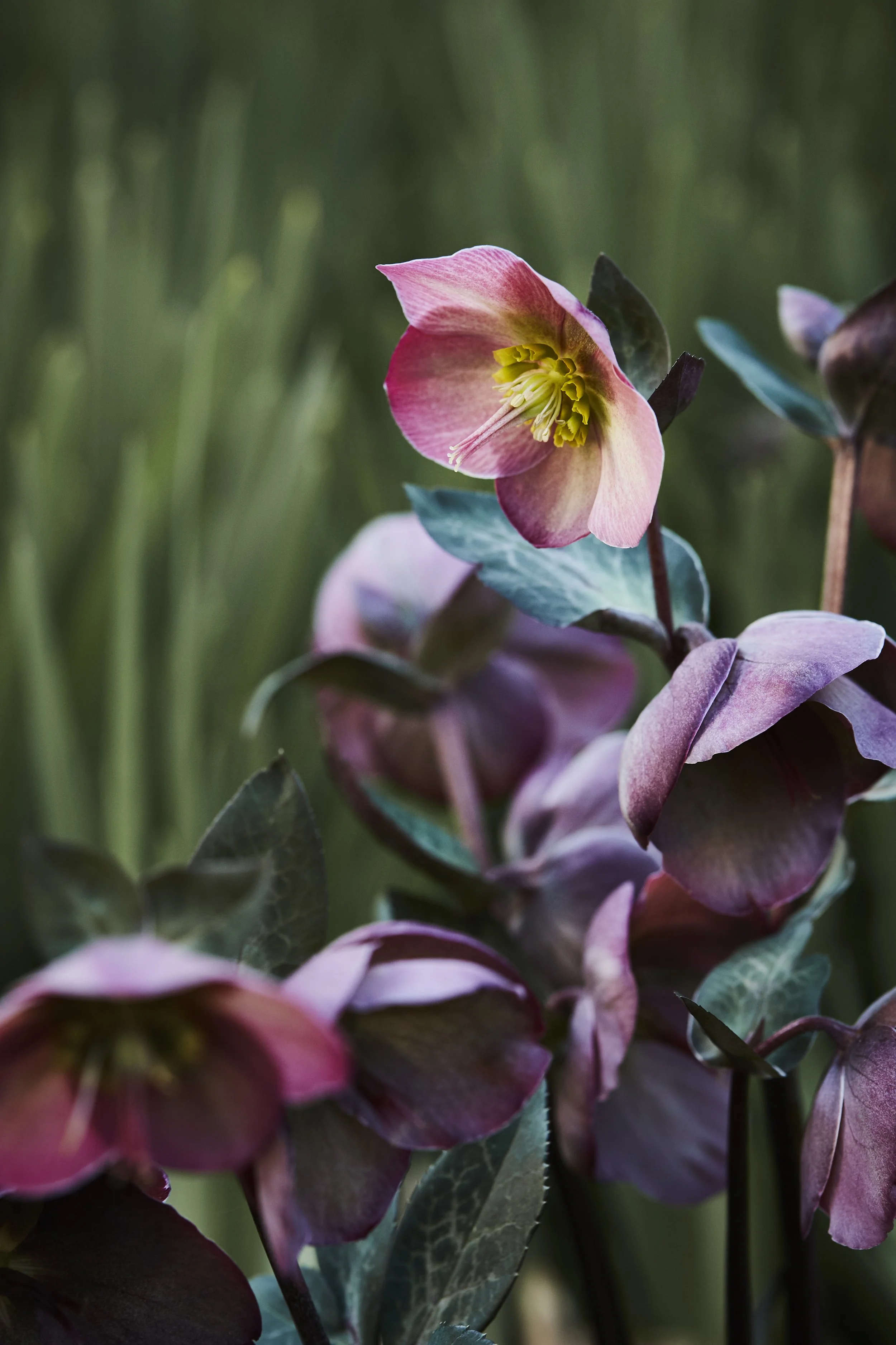 20180908_Garden086 1.jpg