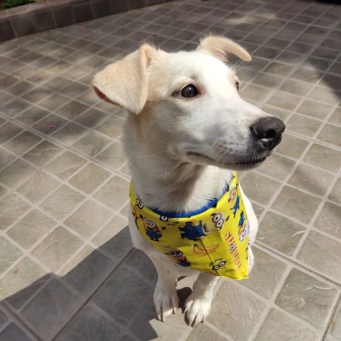 Segunda com &aacute;lbum de fotos do Fiiiiiiiiiiinlho ❤️
Nosso Patrick Swayze, nosso Ghost do outro lado da vida ❤️🐕👻

#cachorroeducado #filhote #adestramentocomportamental #viralata