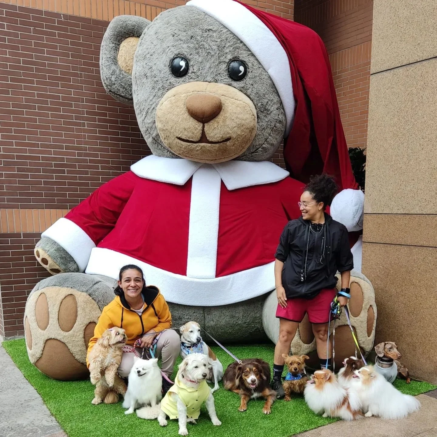 Matilha #KMDog entrando no clima natalino ❤️🎄🎅
Mel, Lion, Marola, Bella, Fil&oacute;, Casie, Paco, Dom, Amora e Pipo

#MatihaKMDog #cachorro&eacute;tudodebom #cachorroeducado #adestramentocomportamental