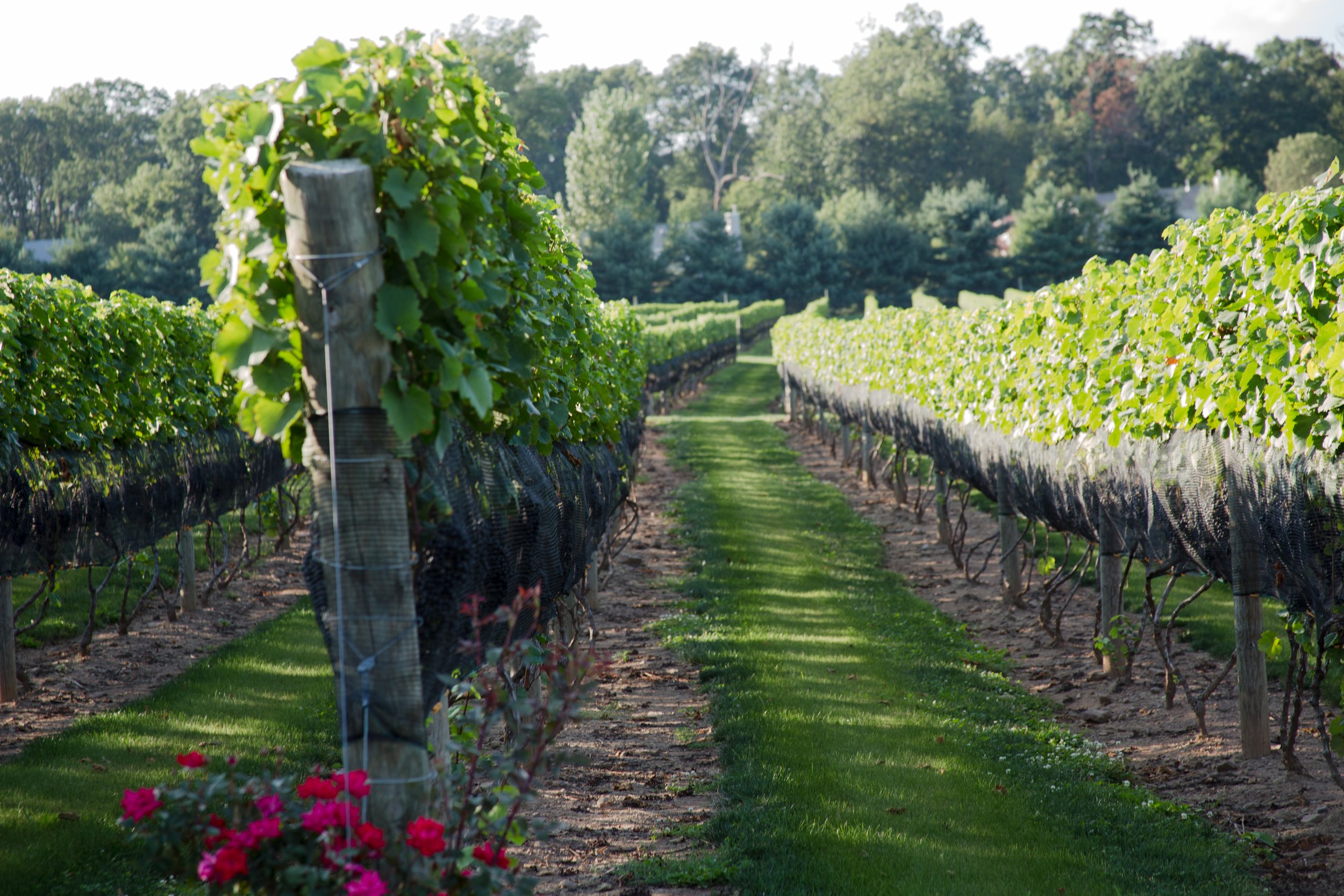 Beneduce Vineyard row with roses